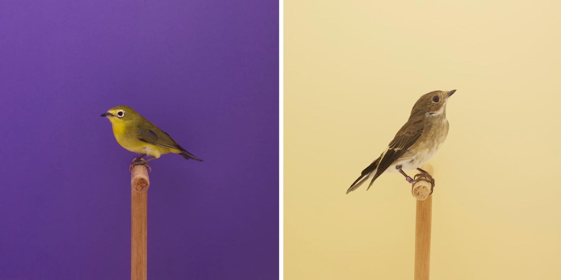 Luke Stephenson Left Senegal Zosterop 2015 Right European pied Flycatcher 2016 retratos minimalistas