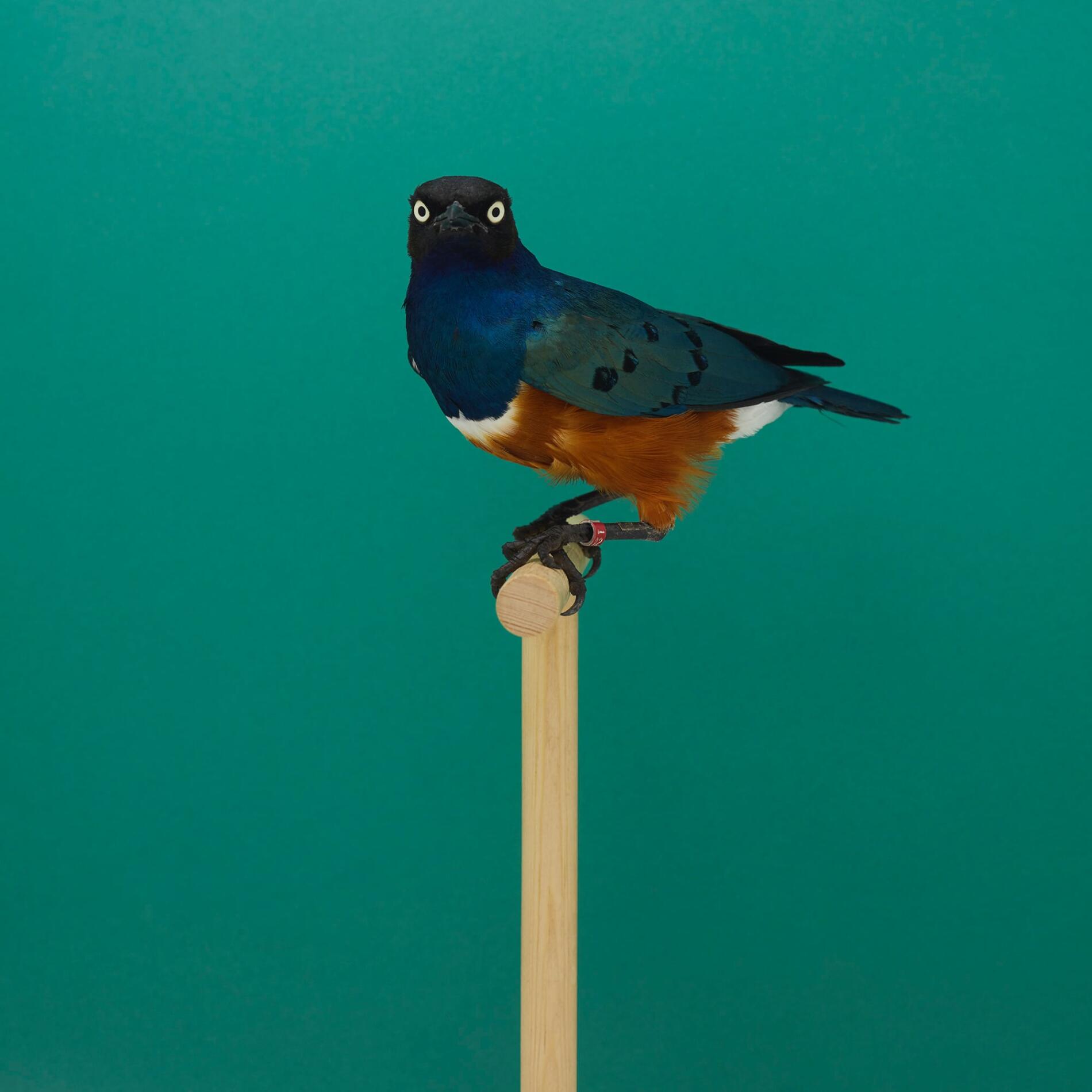 Luke Stephenson spereo starling retratos minimalistas