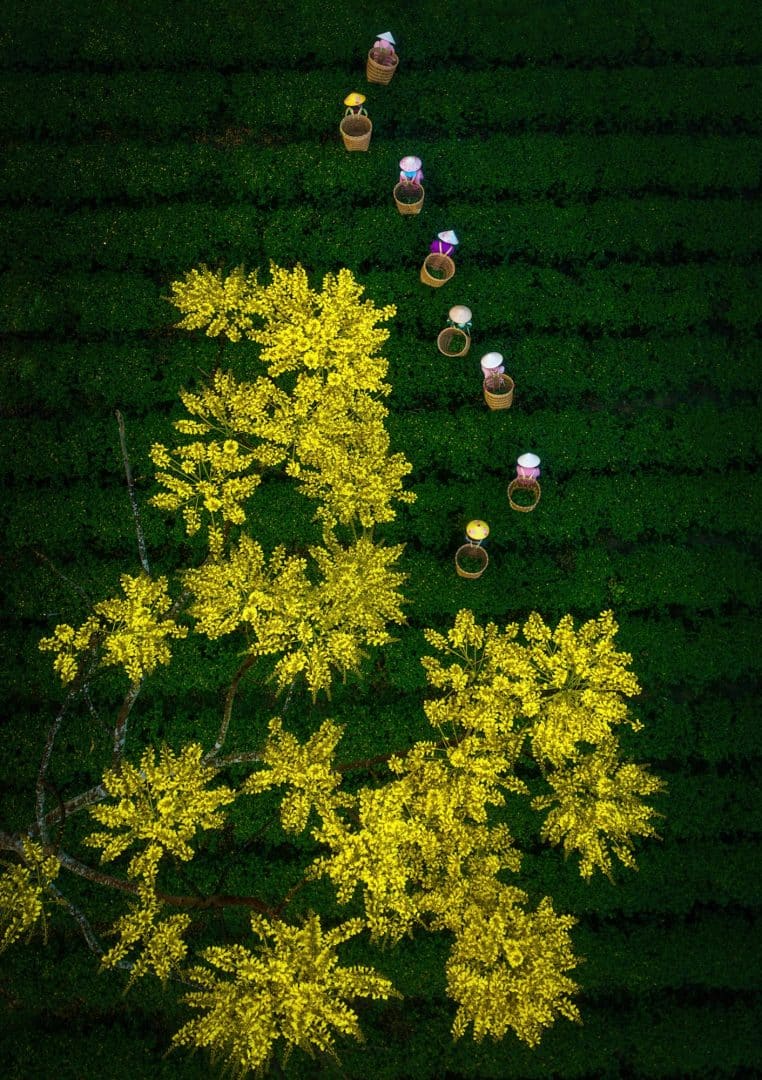 Pham Huy Trung fotografia aerea campos composicion