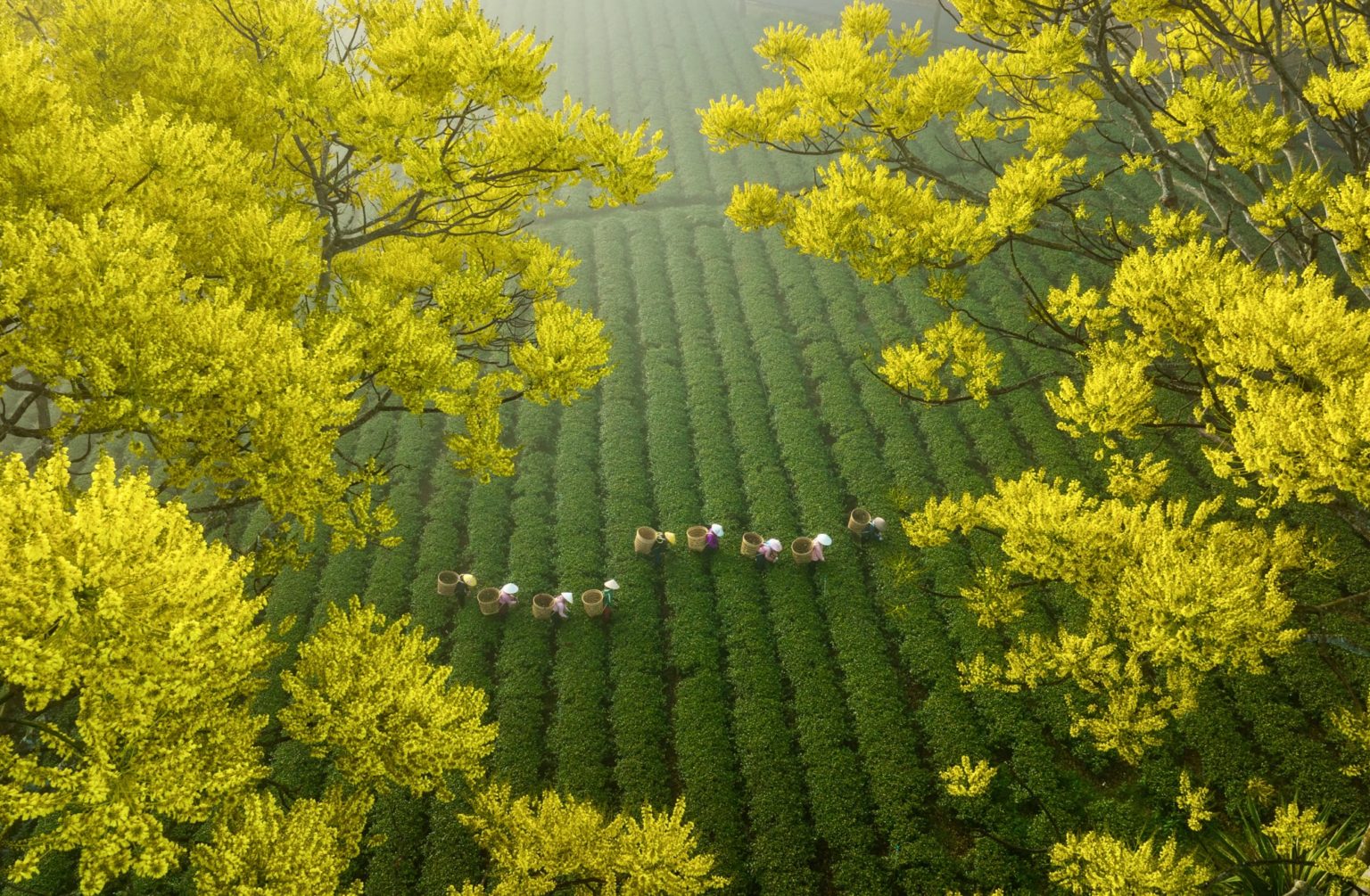 Pham Huy Trung fotografia aerea campos