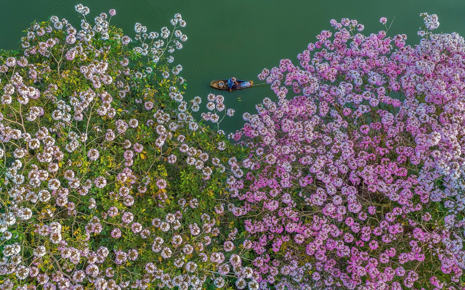 Pham Huy Trung fotografia aerea campos