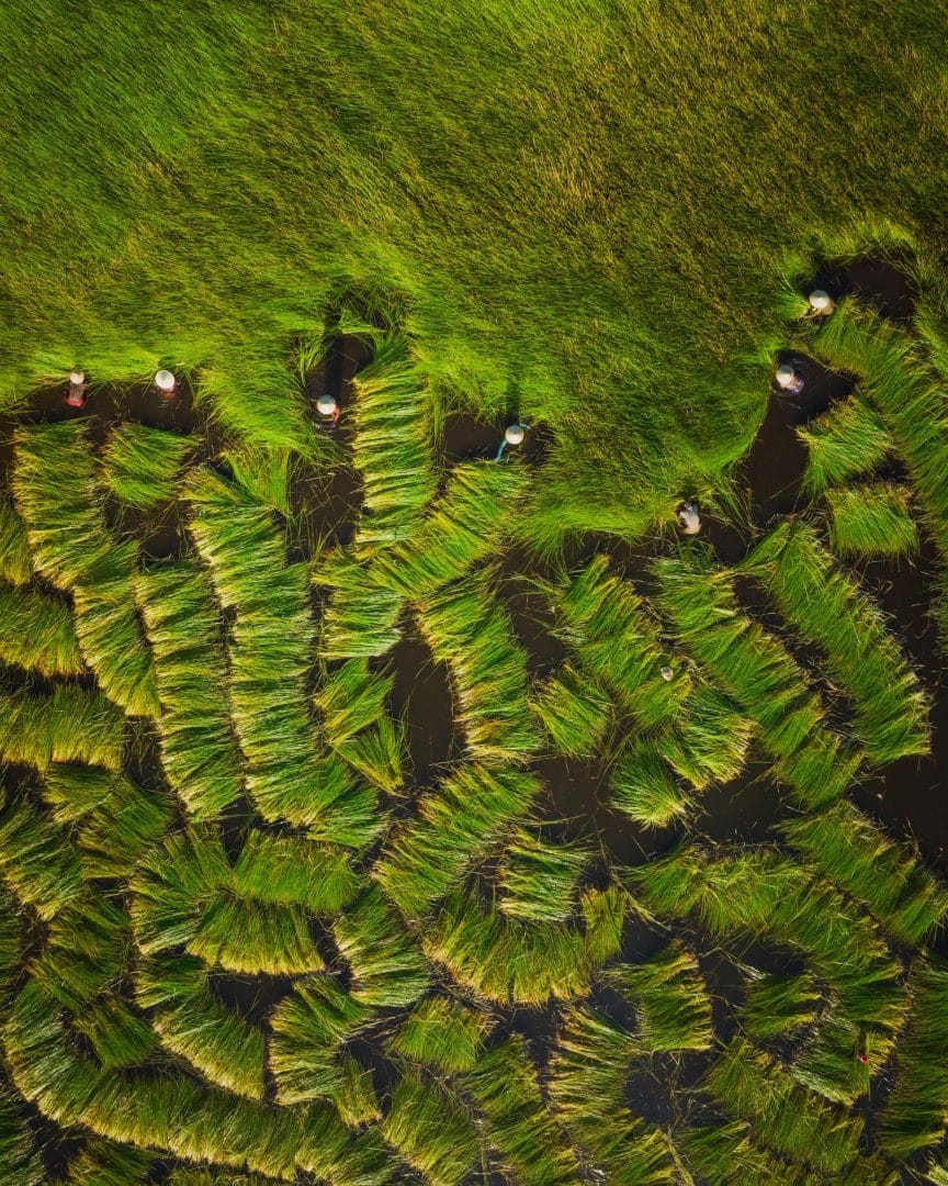 Pham Huy Trung fotografia aerea pasto