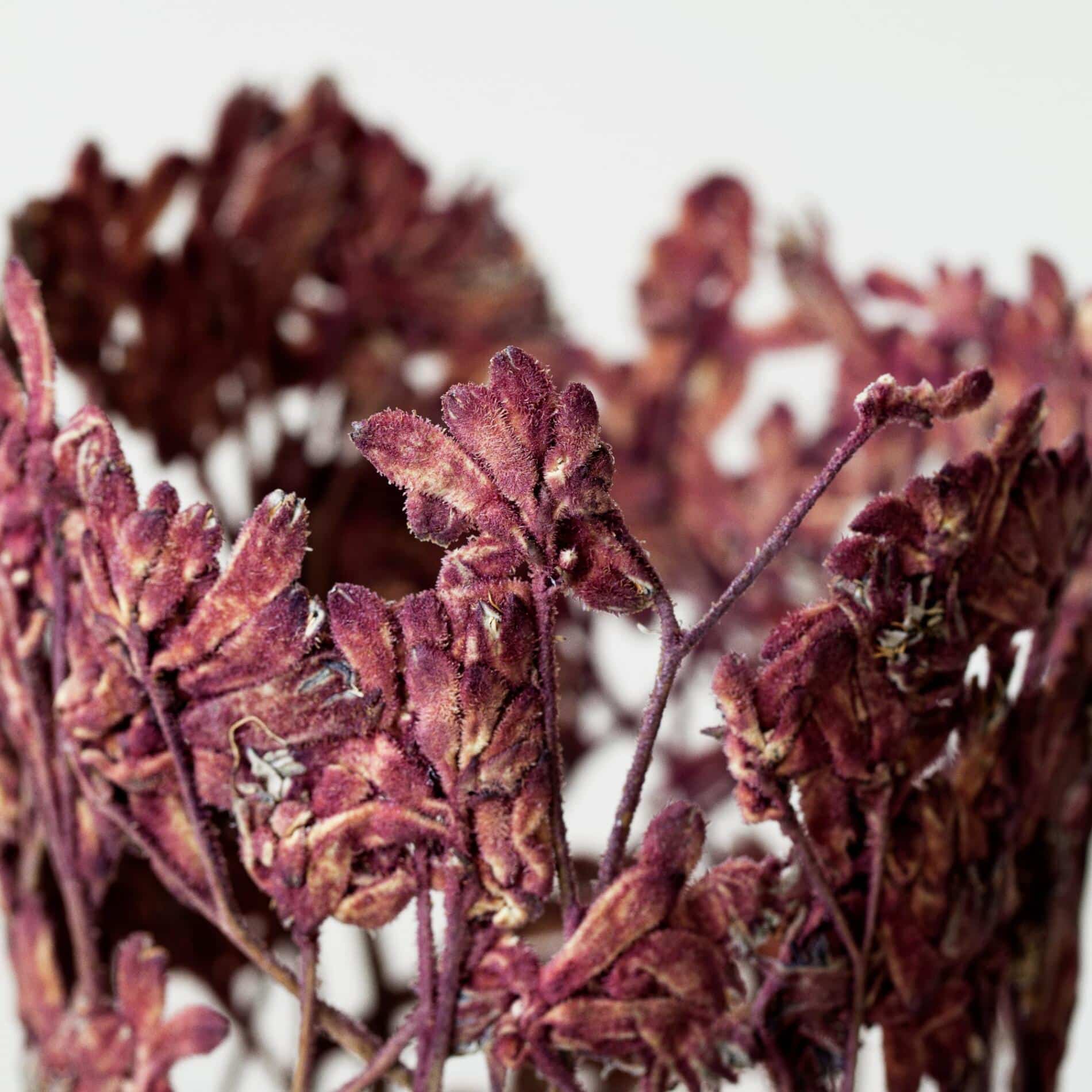 Shannon Clegg escultura biofilica det