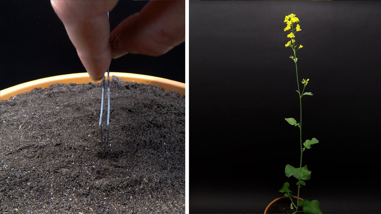 videos timelapse boxlapse flores