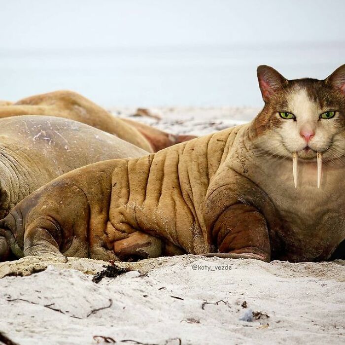 Bugaevskaya gatos @koty_vezdese morsa