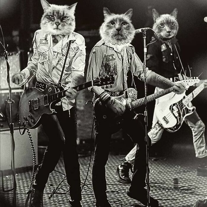 Bugaevskaya gatos @koty_vezdese rock