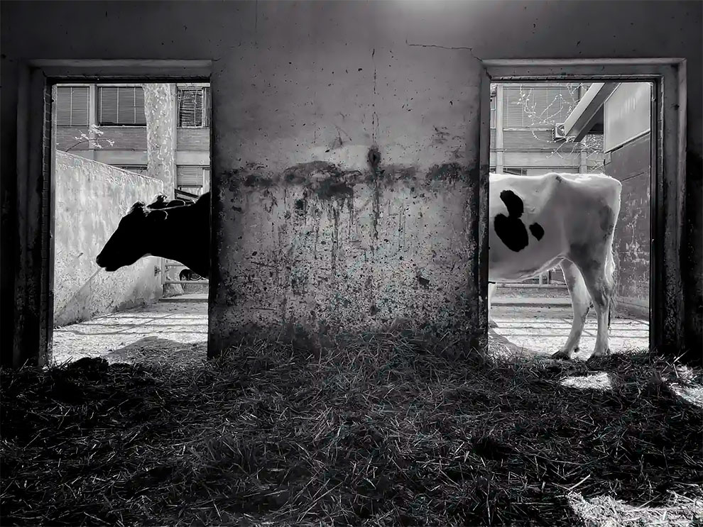 First place – animals