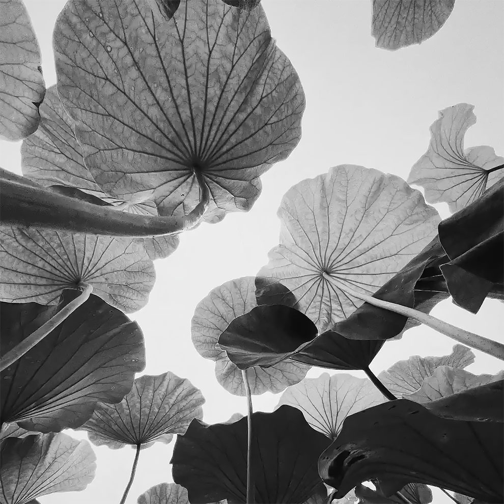 Third place – nature. Lotus