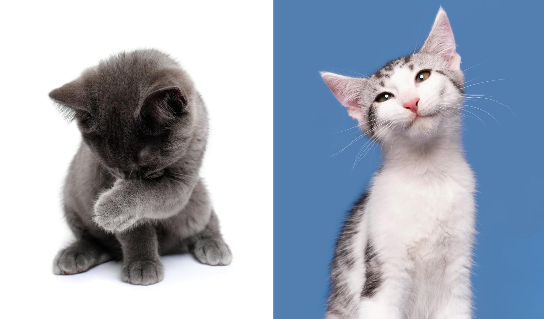 Elke Vogelsang gatitos