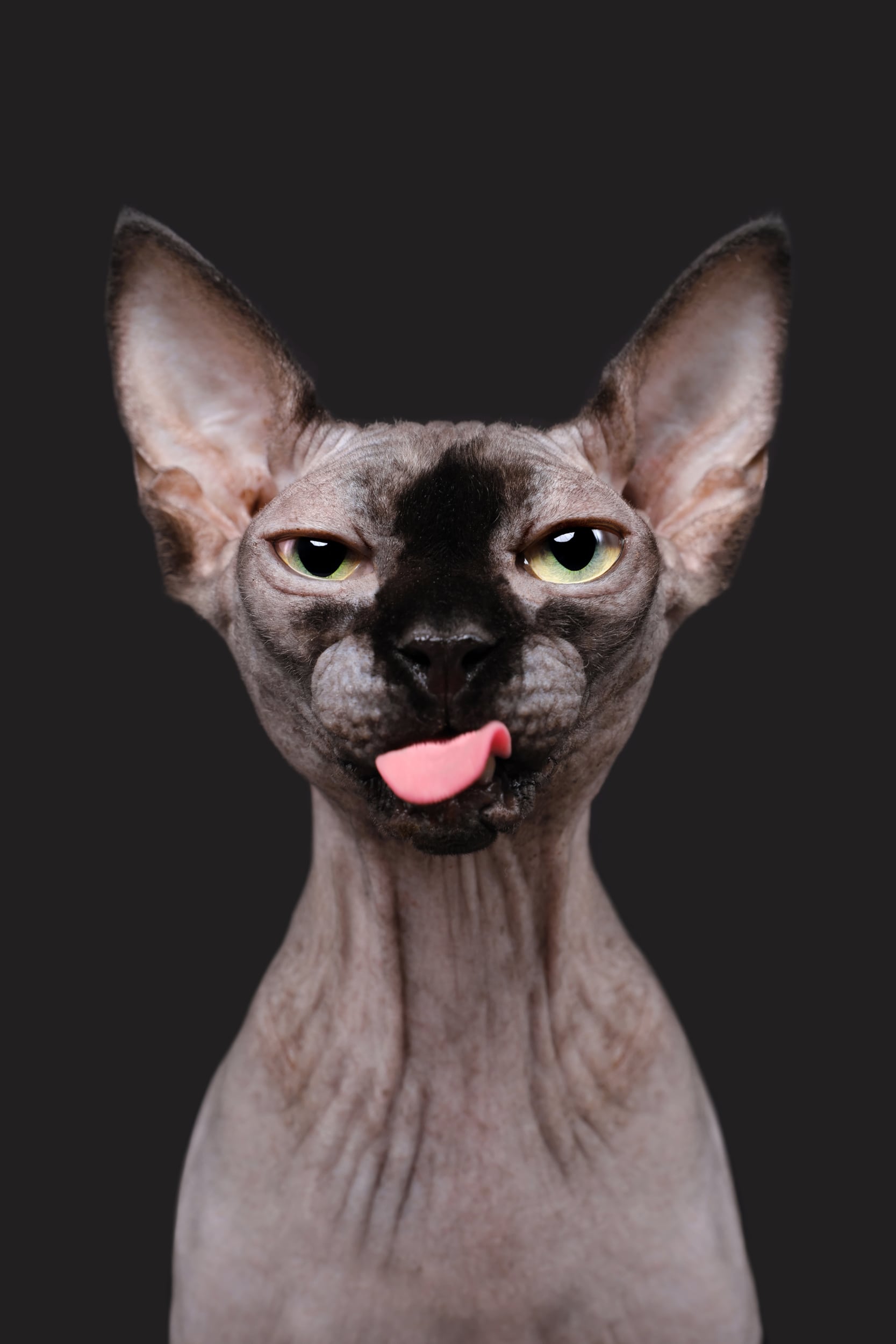 Elke Vogelsang gatos adorables