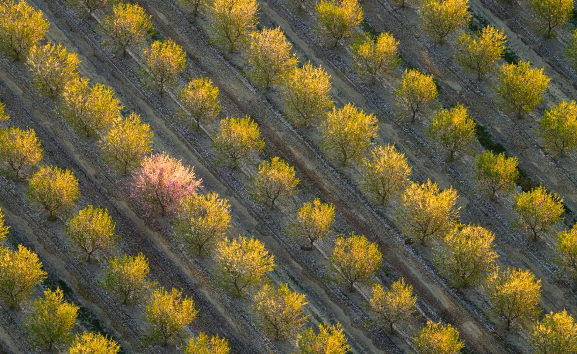 MITCH ROUSE FOTOGRAFIA AEREA CAMPOS ÁRBOLES