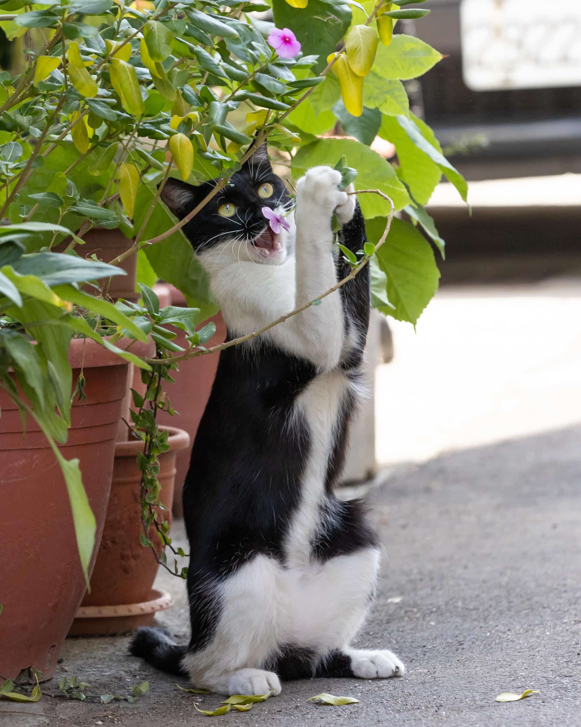Masayuki Oki fotografias de gato cantante