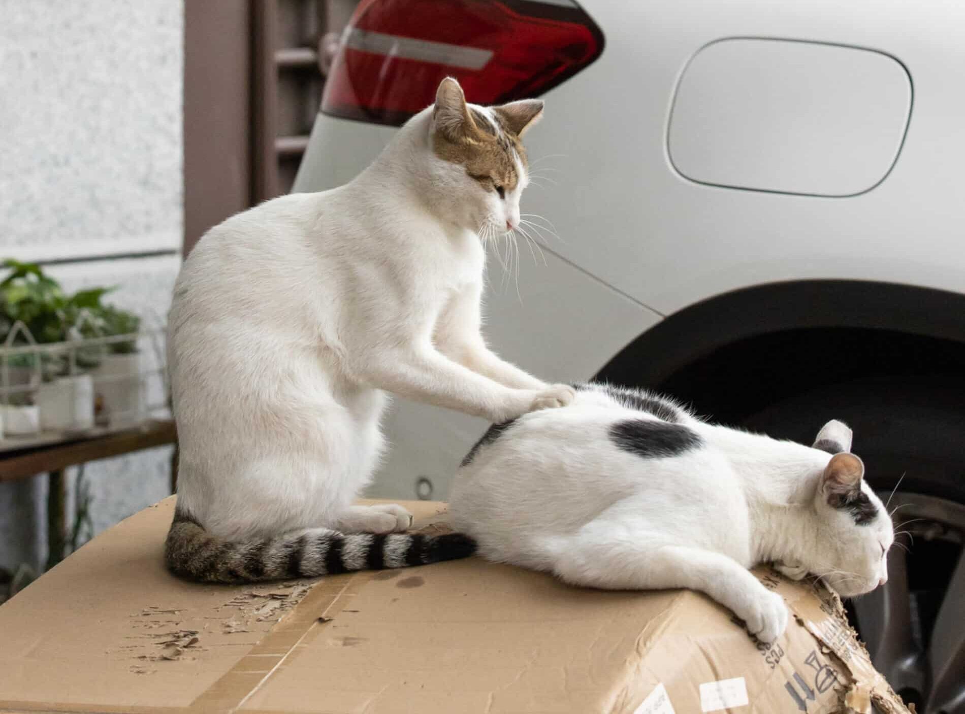 Masayuki Oki fotografias de gatos amasaje