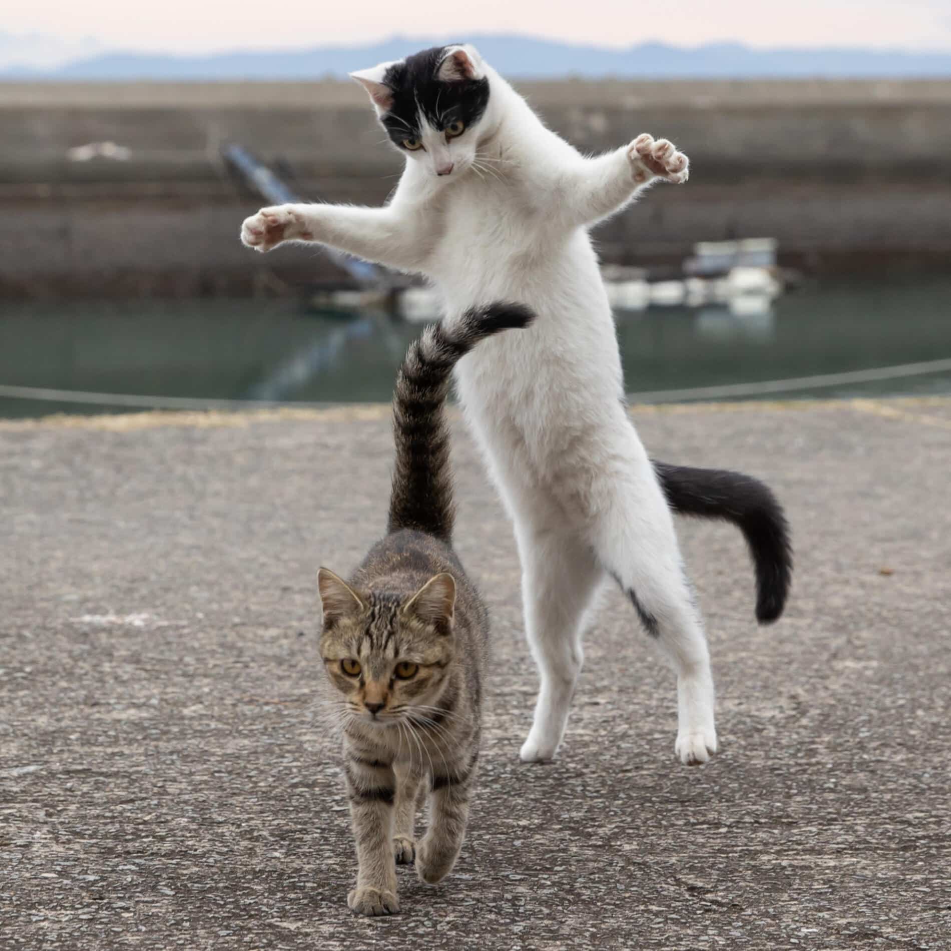 Masayuki Oki gatos