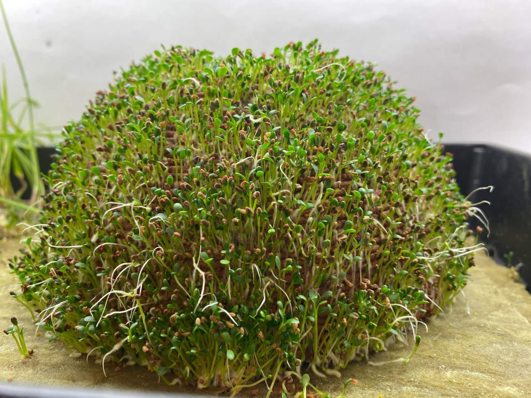 arquitectura sostenible 3d vegetacion