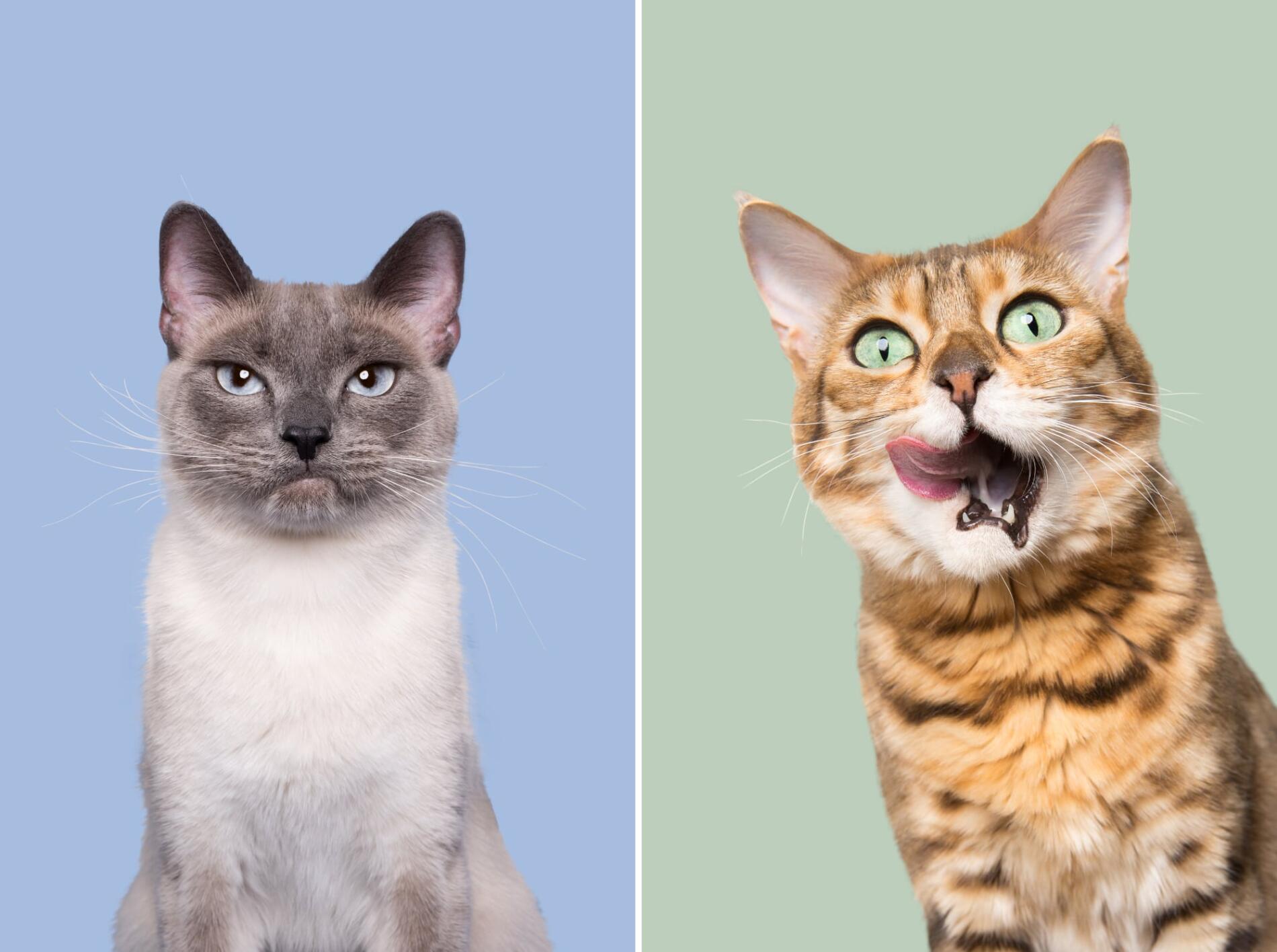 gatos muecas Elke Vogelsang