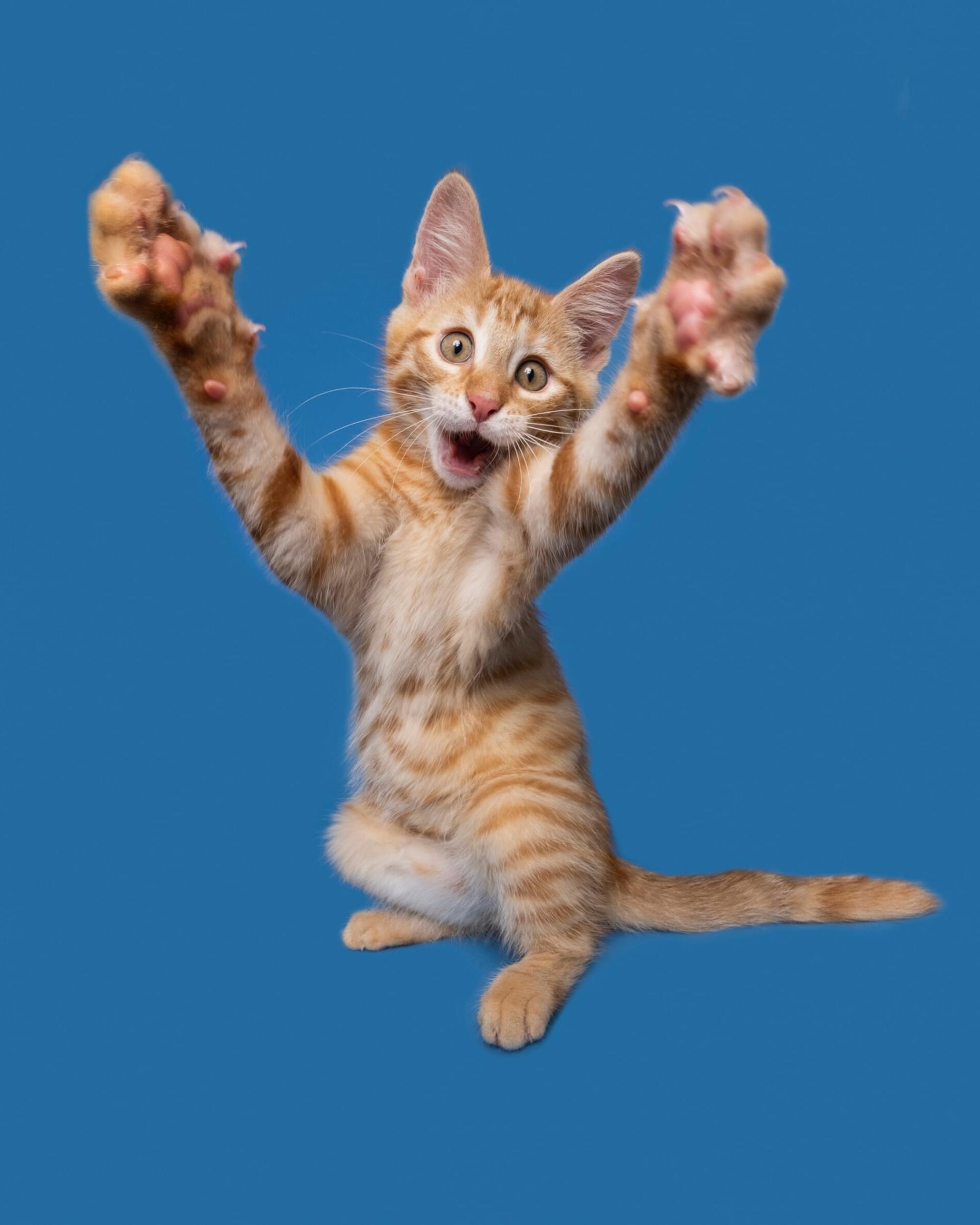 gatos Elke Vogelsang