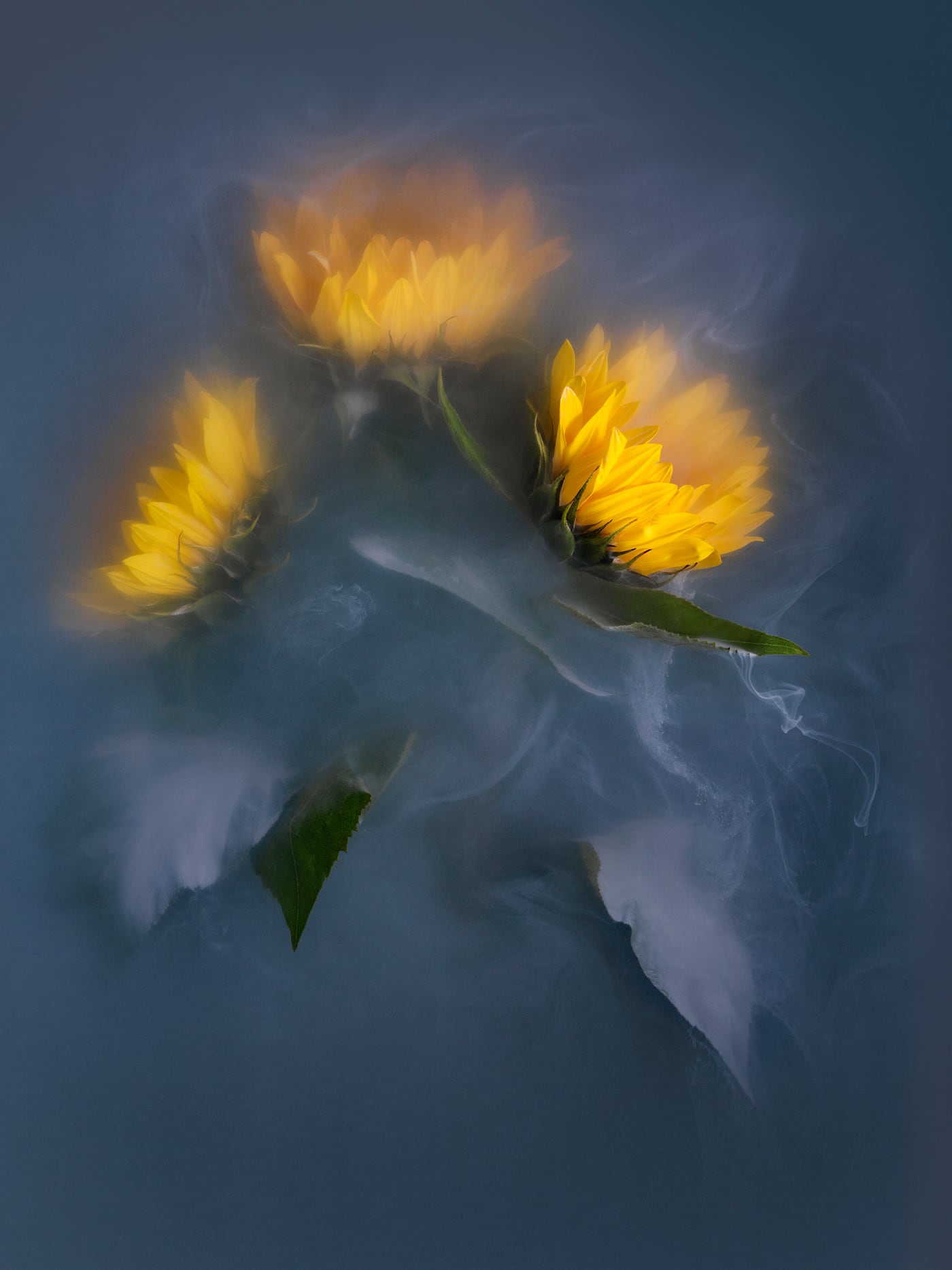 robert peek fotografia humo calendula