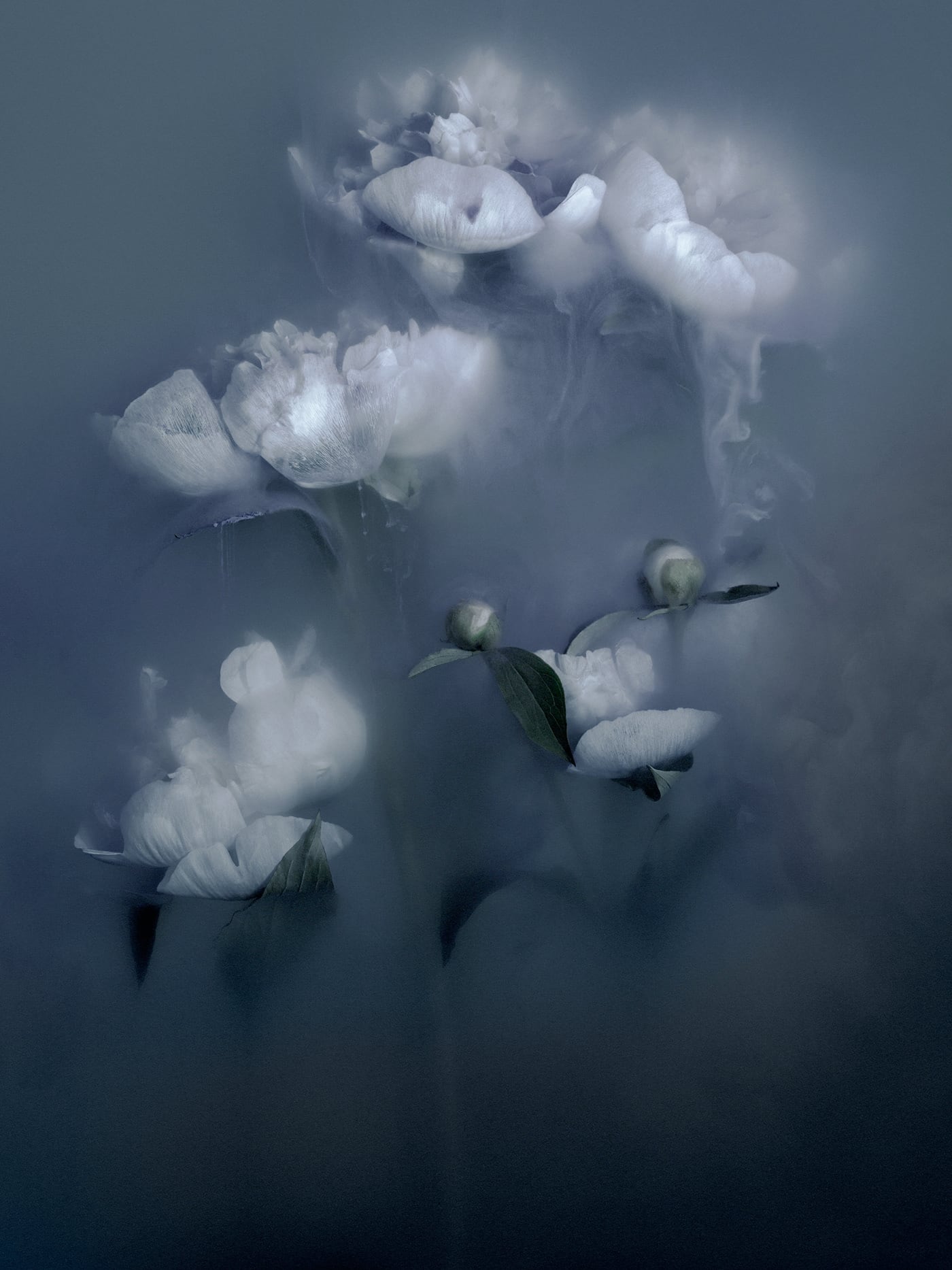 robert peek fotografia humo jasmin