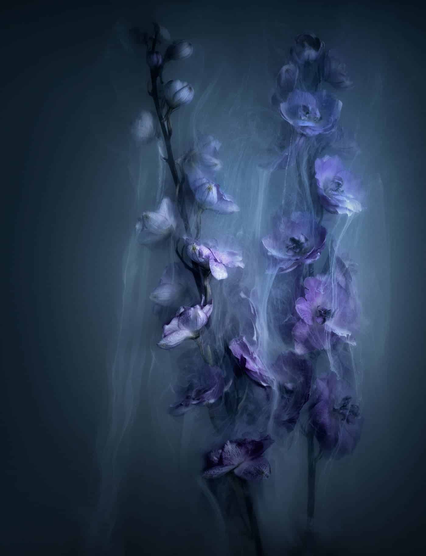 robert peek fotografia humo lavanda