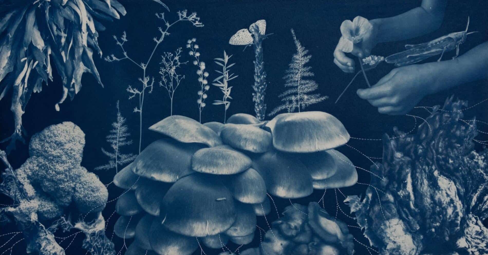 Annalise Neil cianotypes dynamic mutuality det