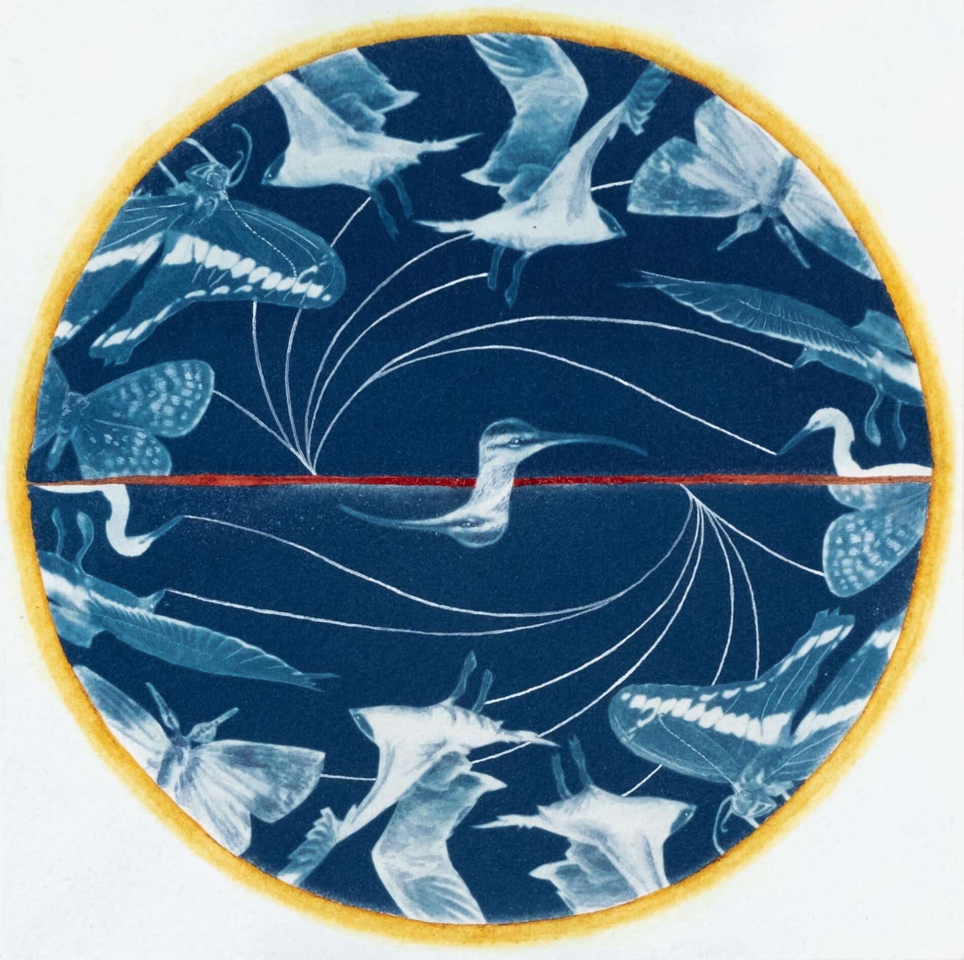 Annalise Neil cianotypes naturaleza