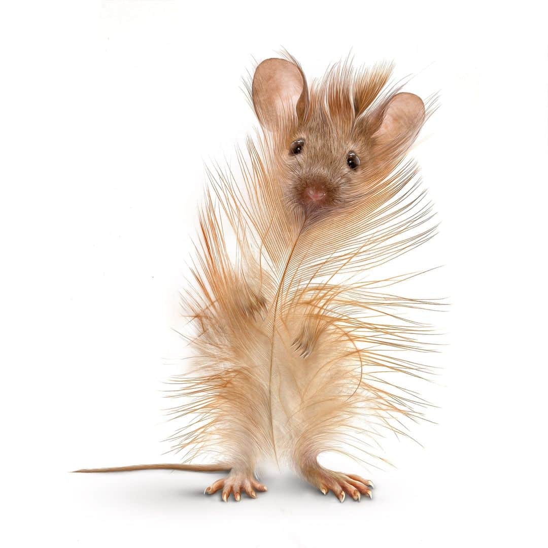 Ingo Lindmeier surreal raton pluma