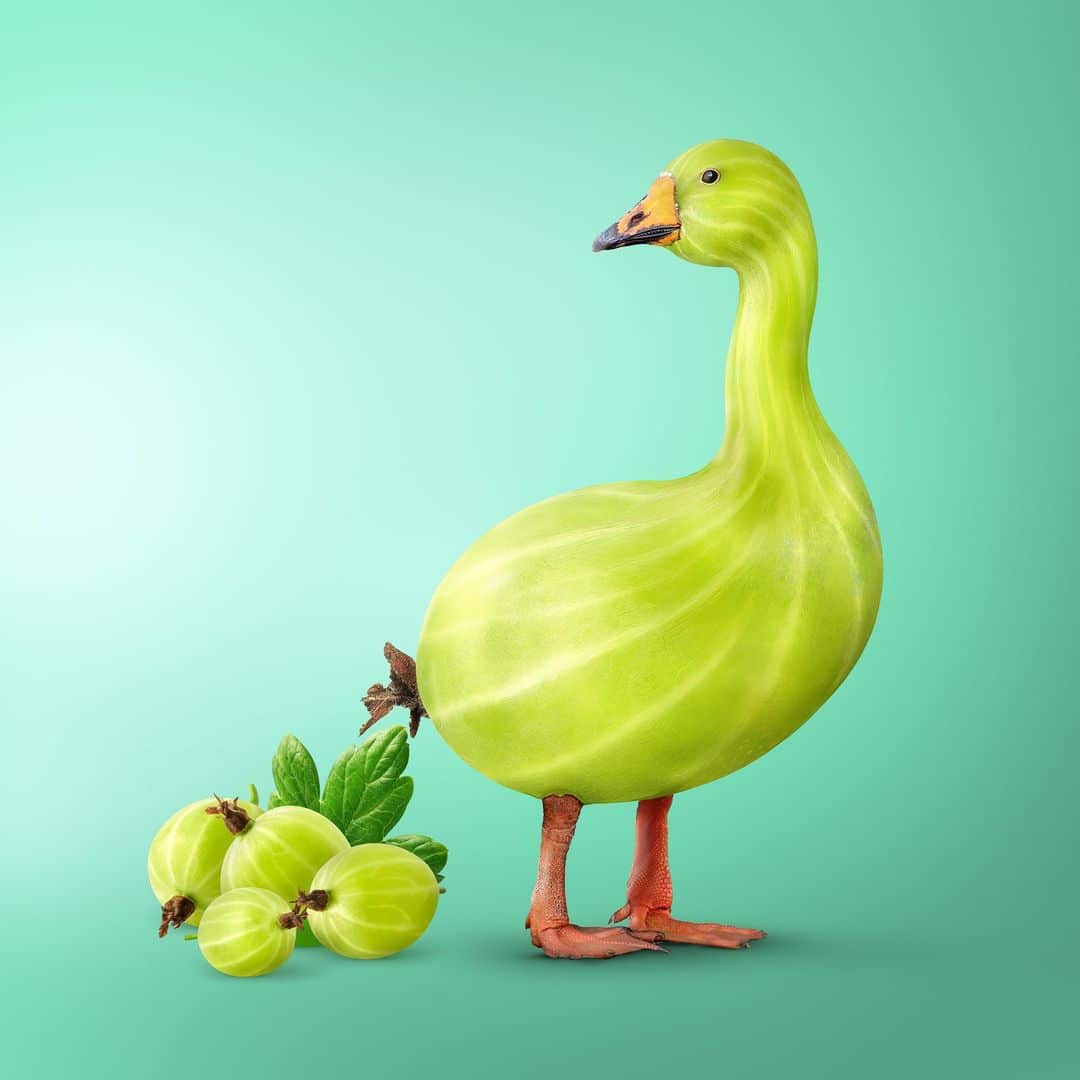 Ingo Lindmeier surreal uvas