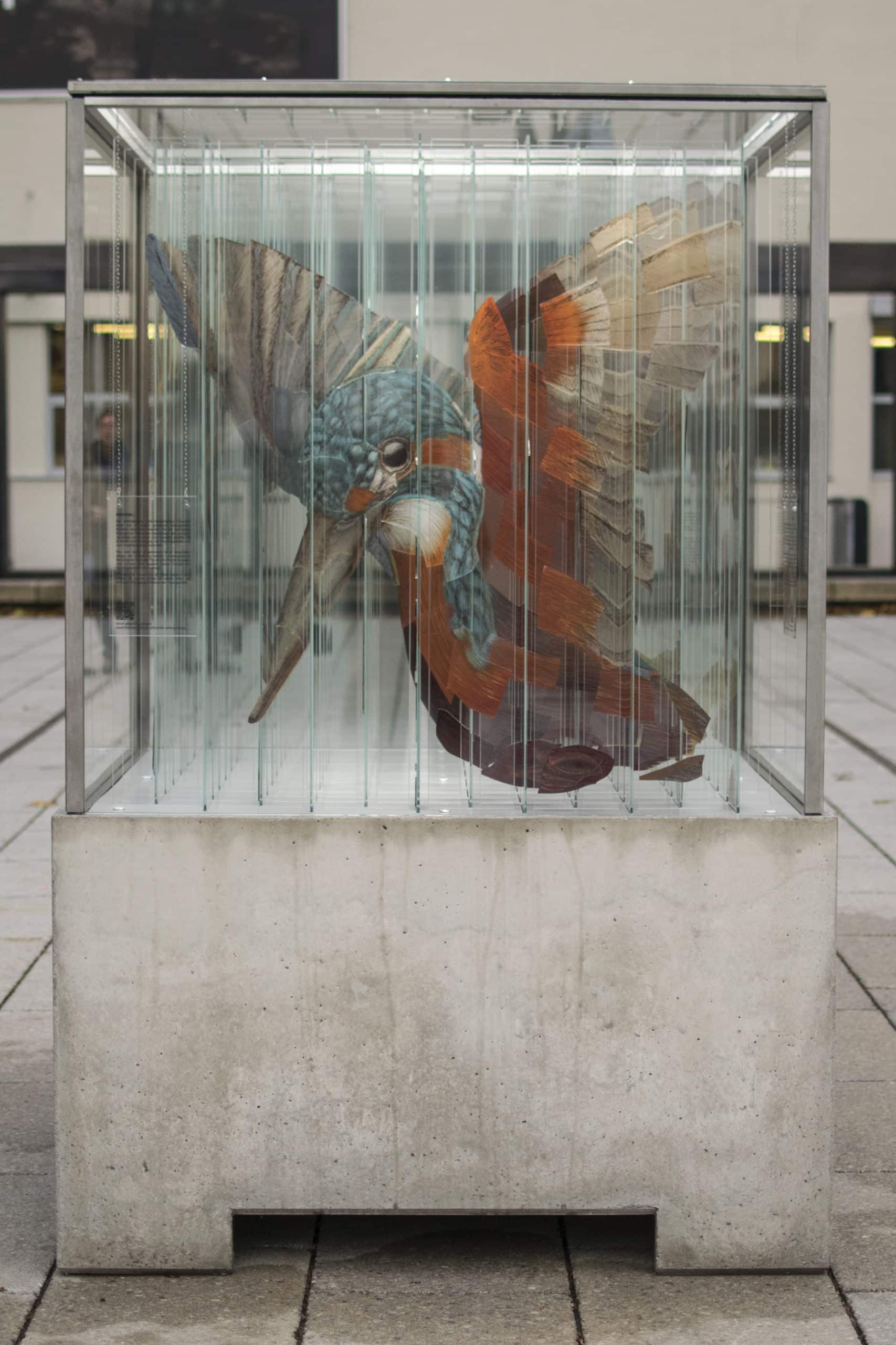 Thomas Medicus animales de cristal colibri