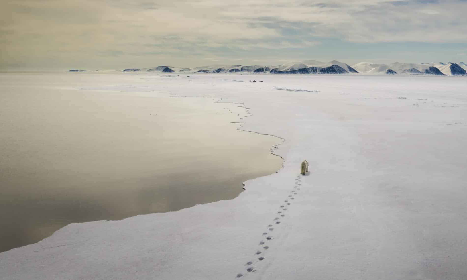 Graeme Green fotogtafia fauna salvaje oso polar