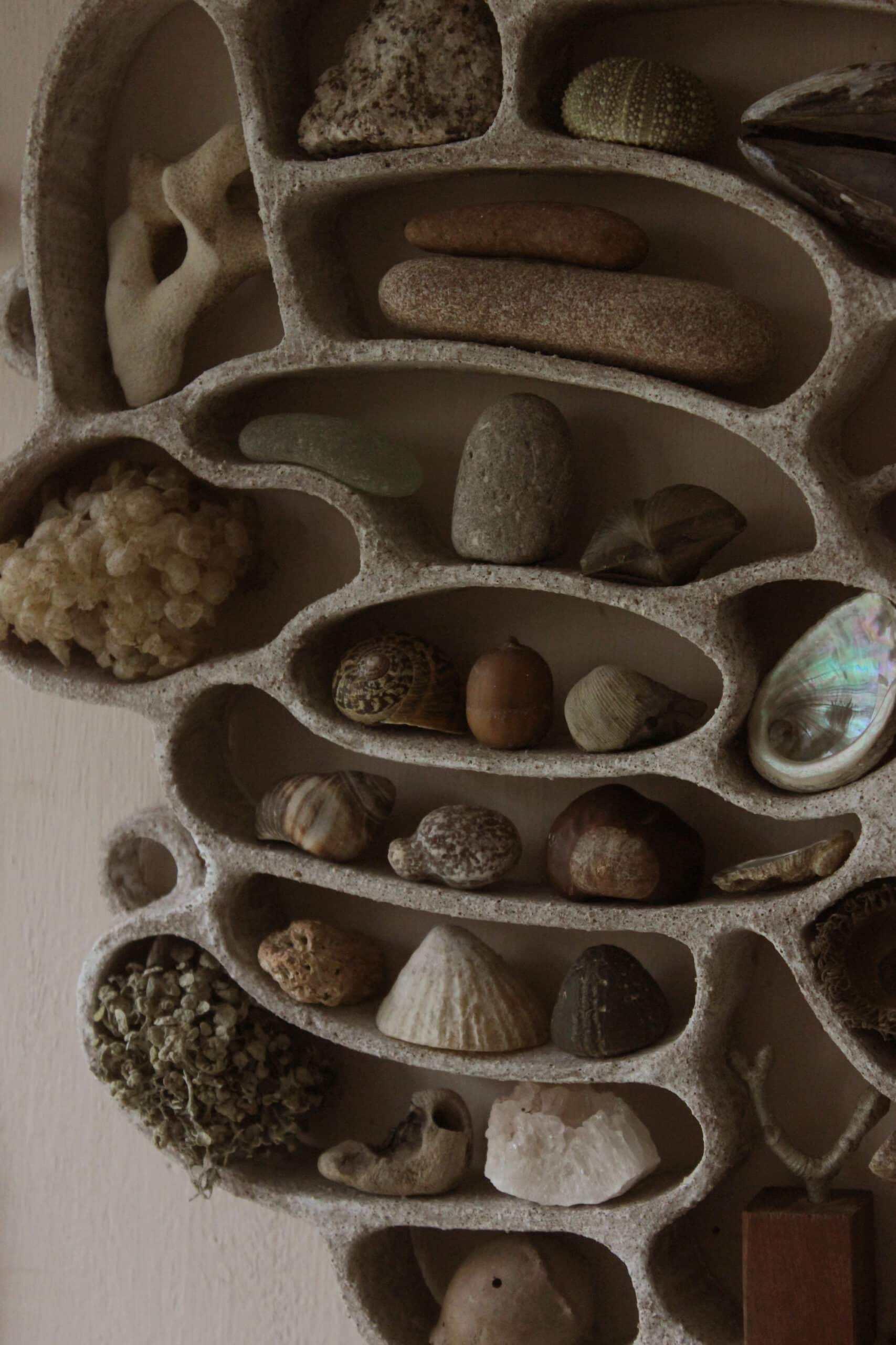 Katie Rose Johnston gabinetes de curiosidades naturaleza