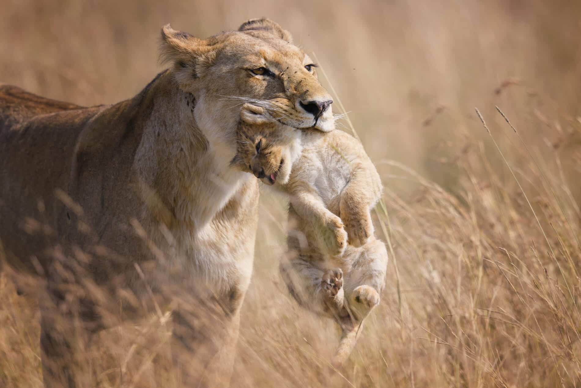 the bew five animales salvajes Graeme Green