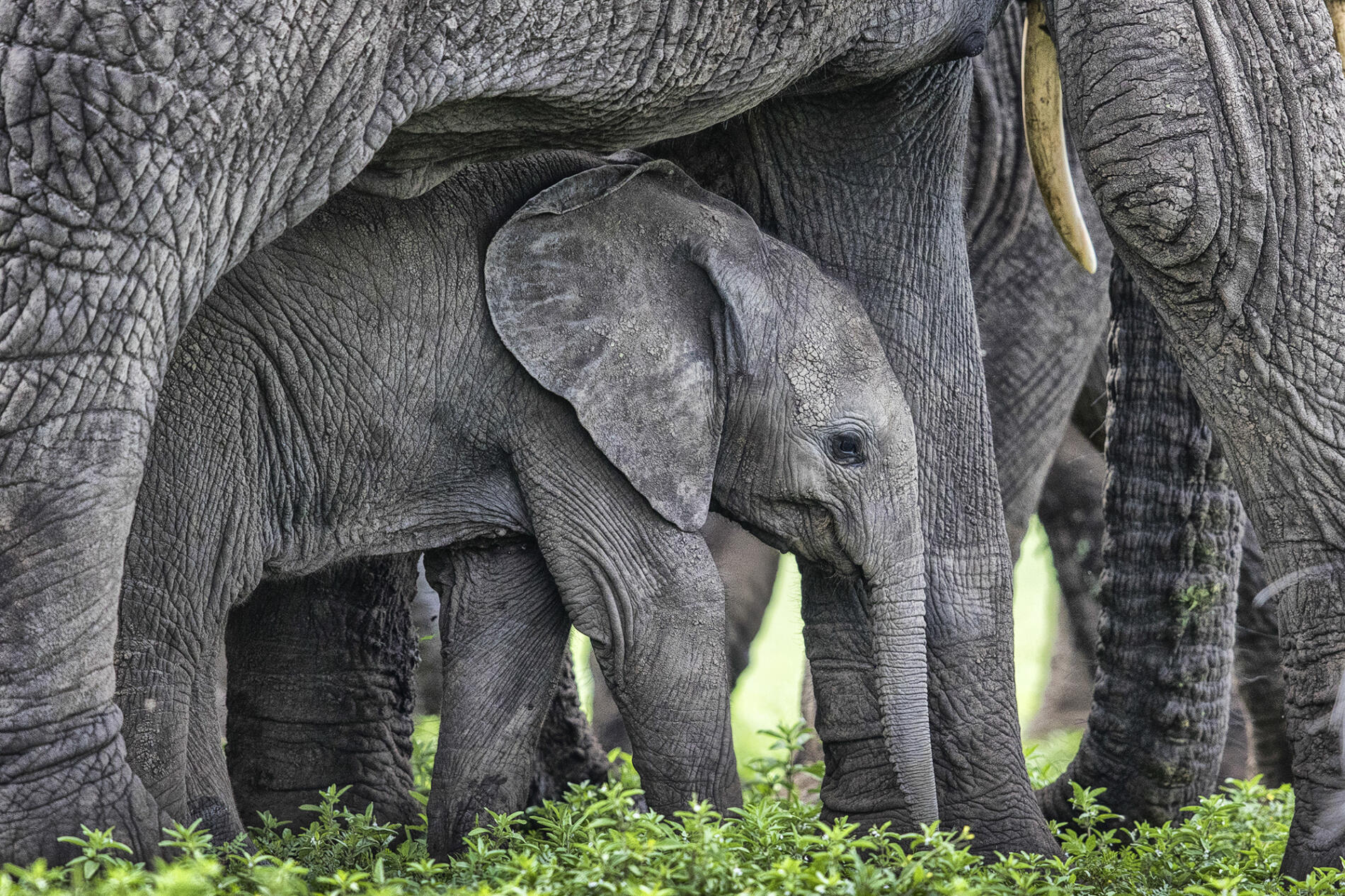 the new five animales salvajes Graeme Green elefante