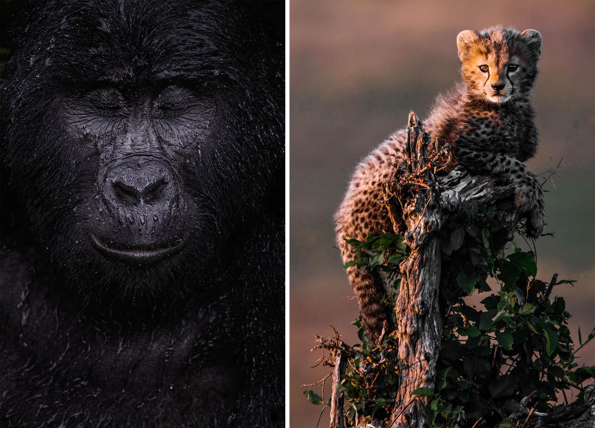 the new five animales salvajes Graeme Green gorila y leoprado