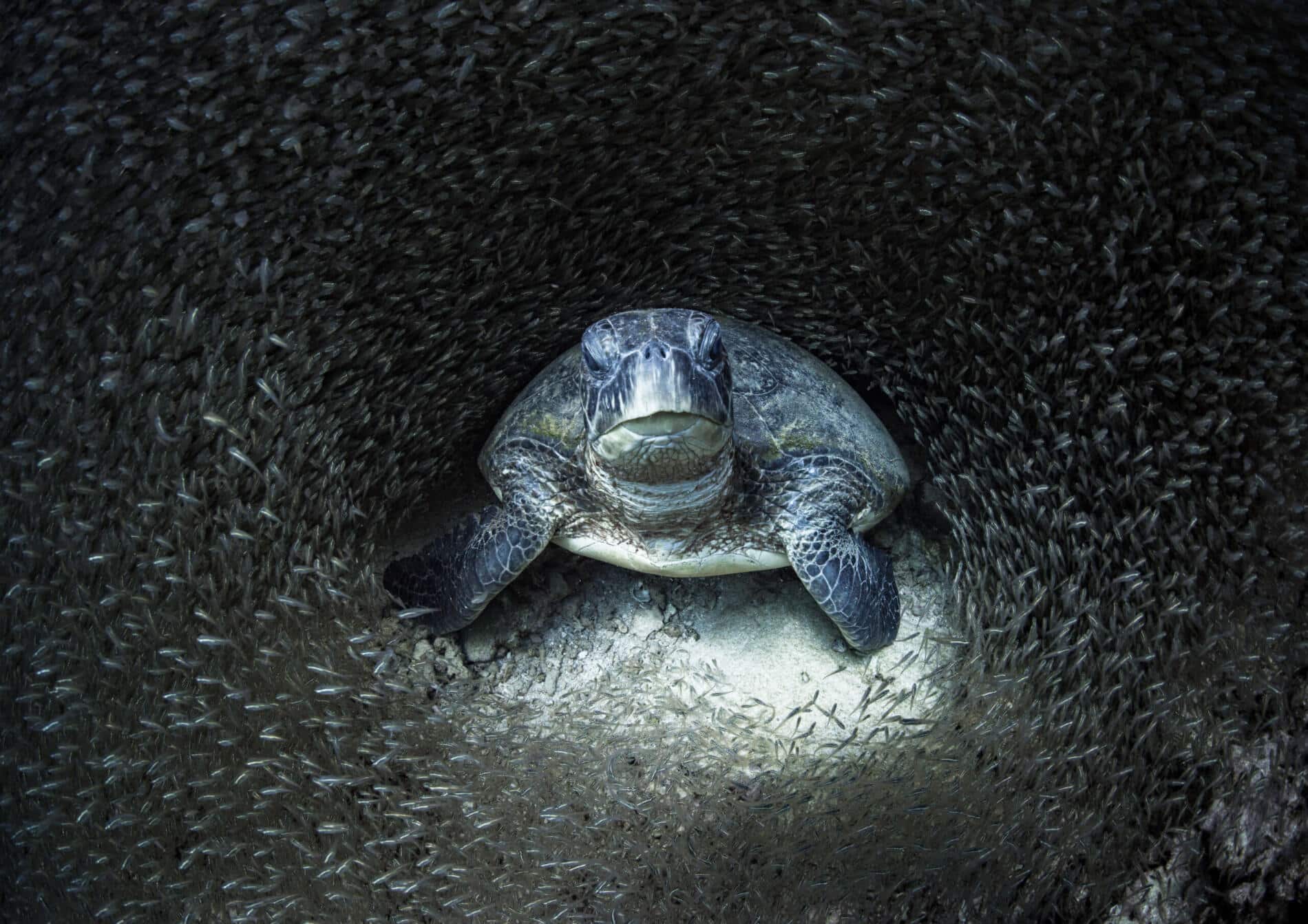 the new five animales salvajes Graeme Green tortuga