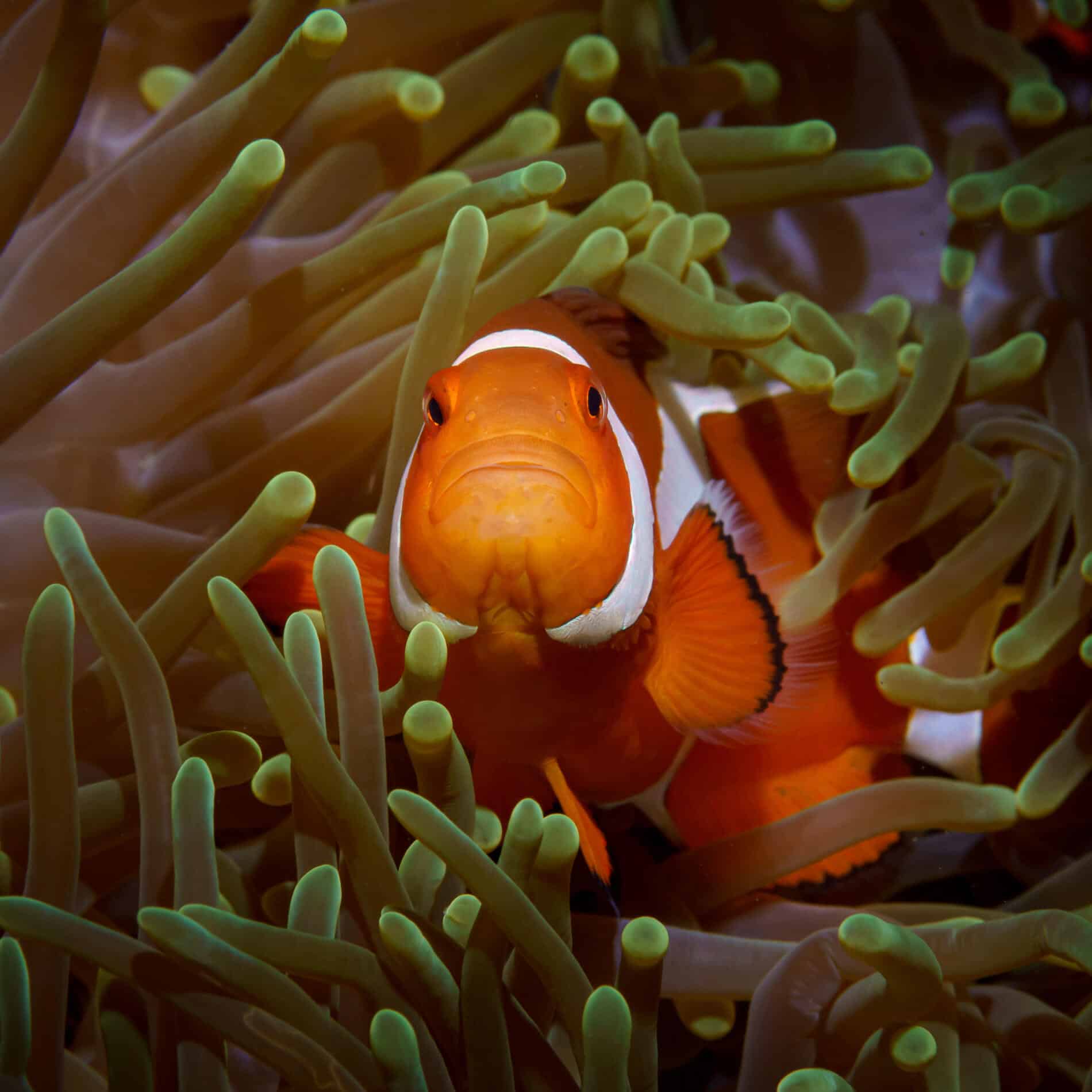 Andrey Savin pez reetrato nemo