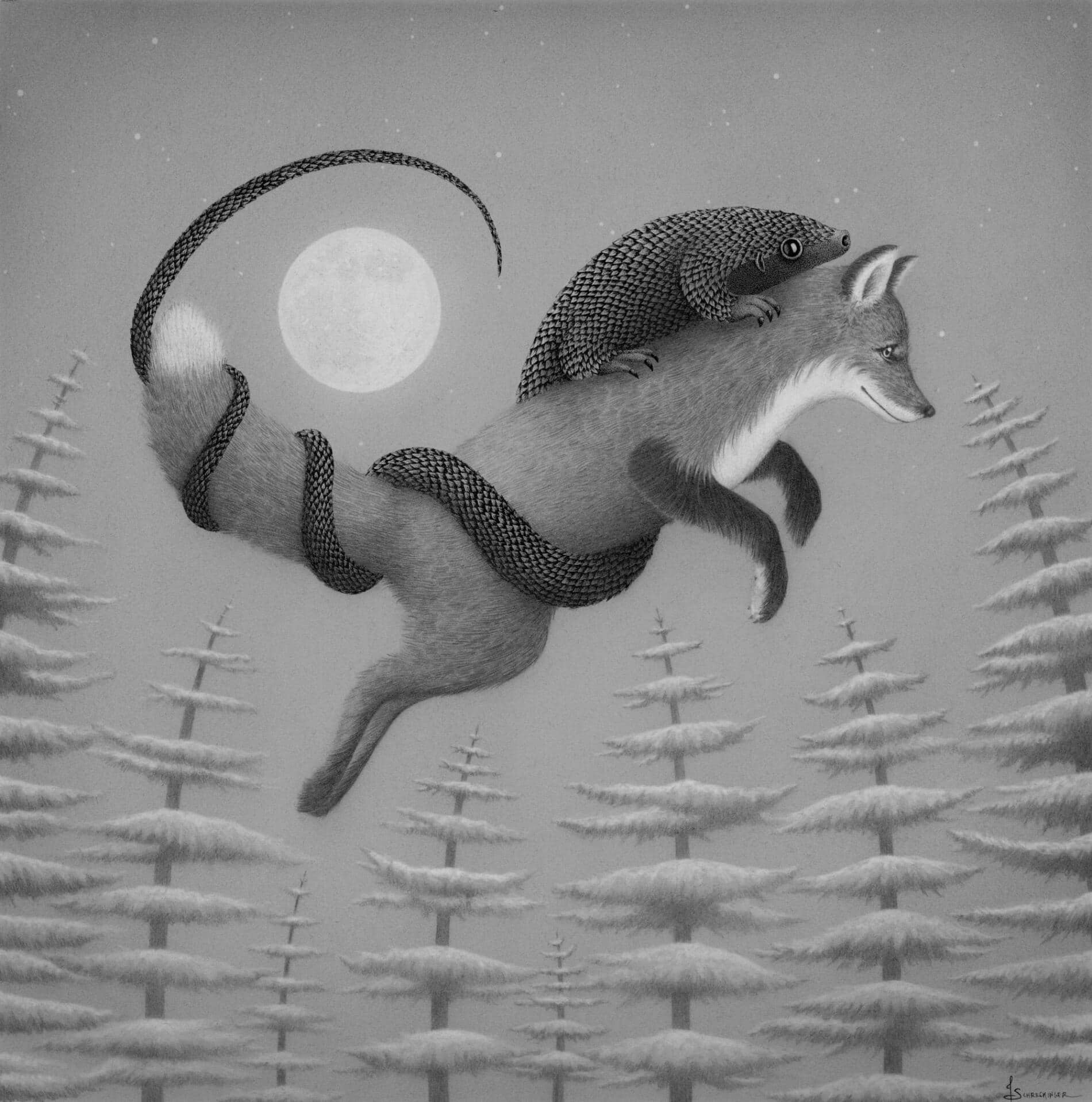 Juliet Schrekinger animales blanco y negro Peter The Pangolin