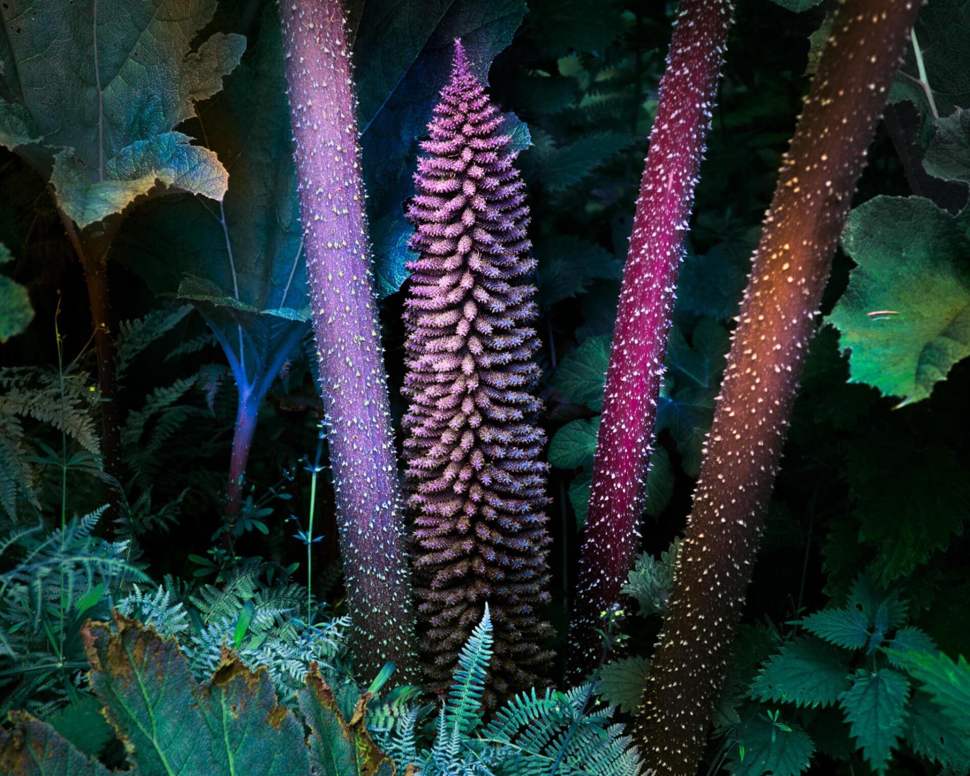 Tom Leighton fotografia fluorescente vegetacion
