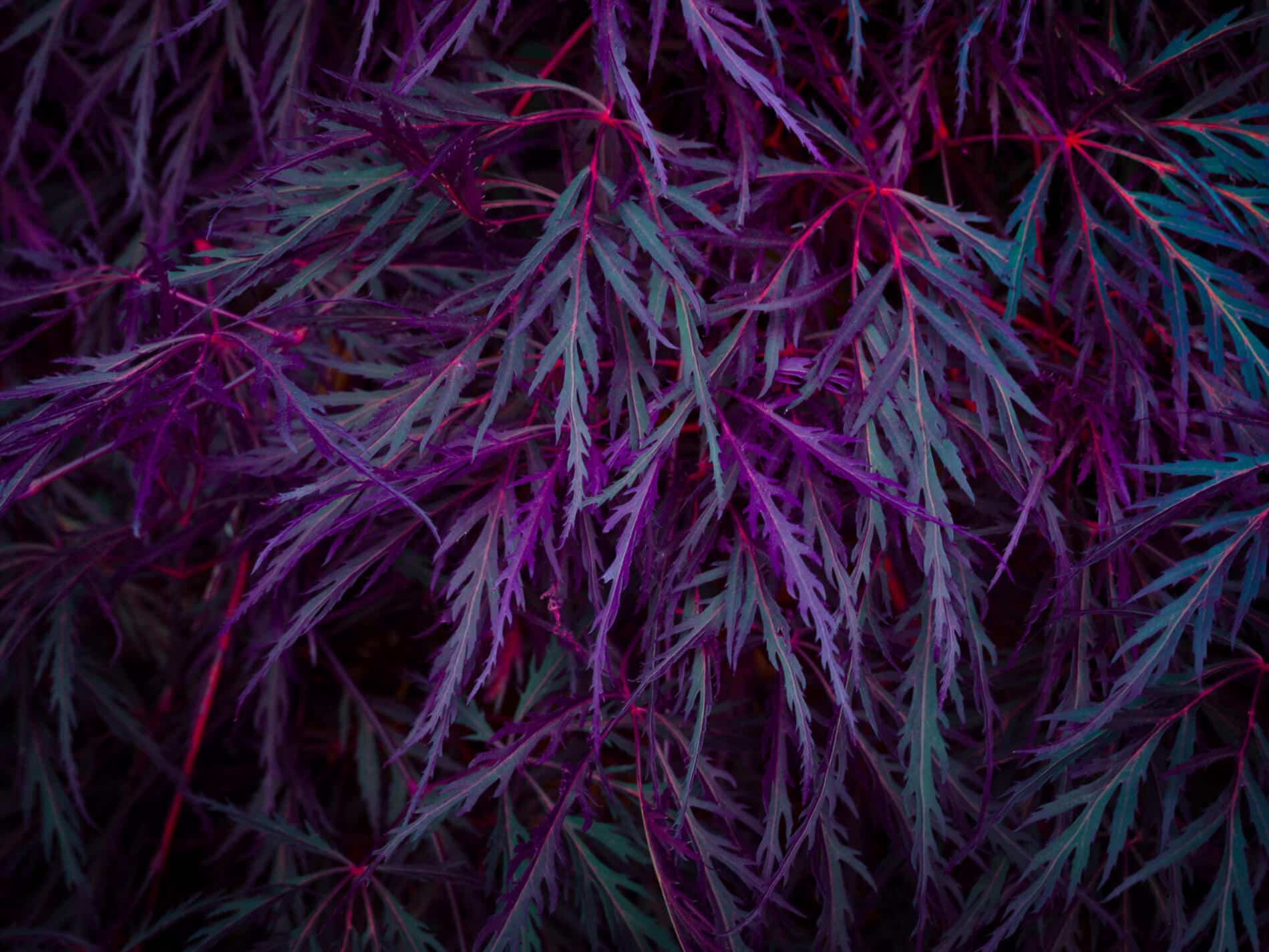 Tom Leighton fotografia fluorescente vida ,