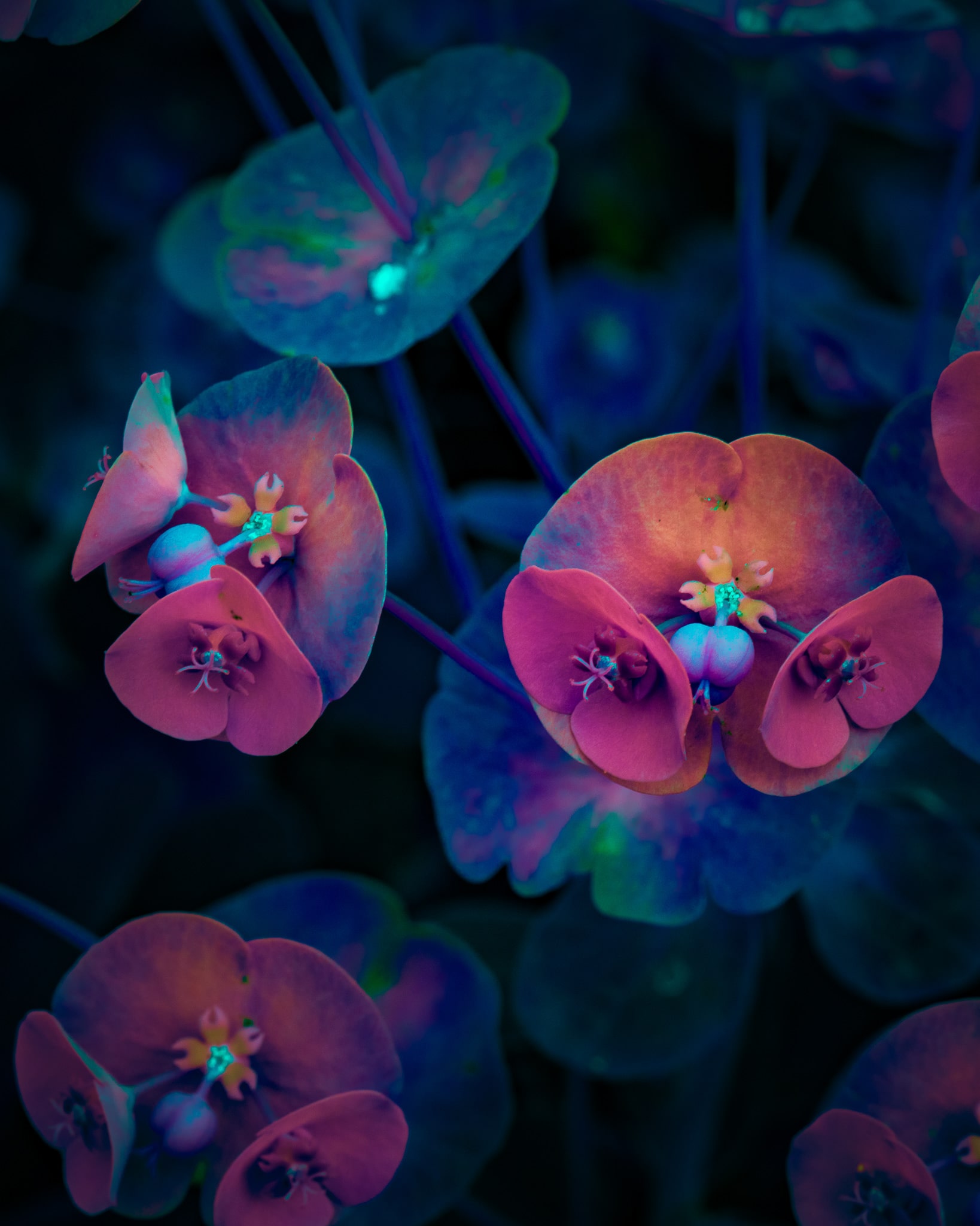 Tom Leighton fotografia fluorescente vida nocturna