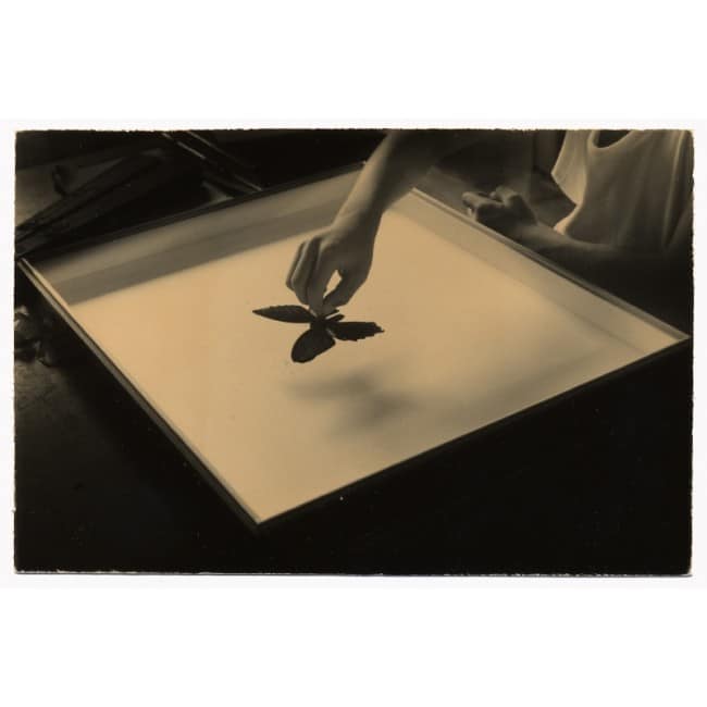 Masao Yamamoto minimal mariposa