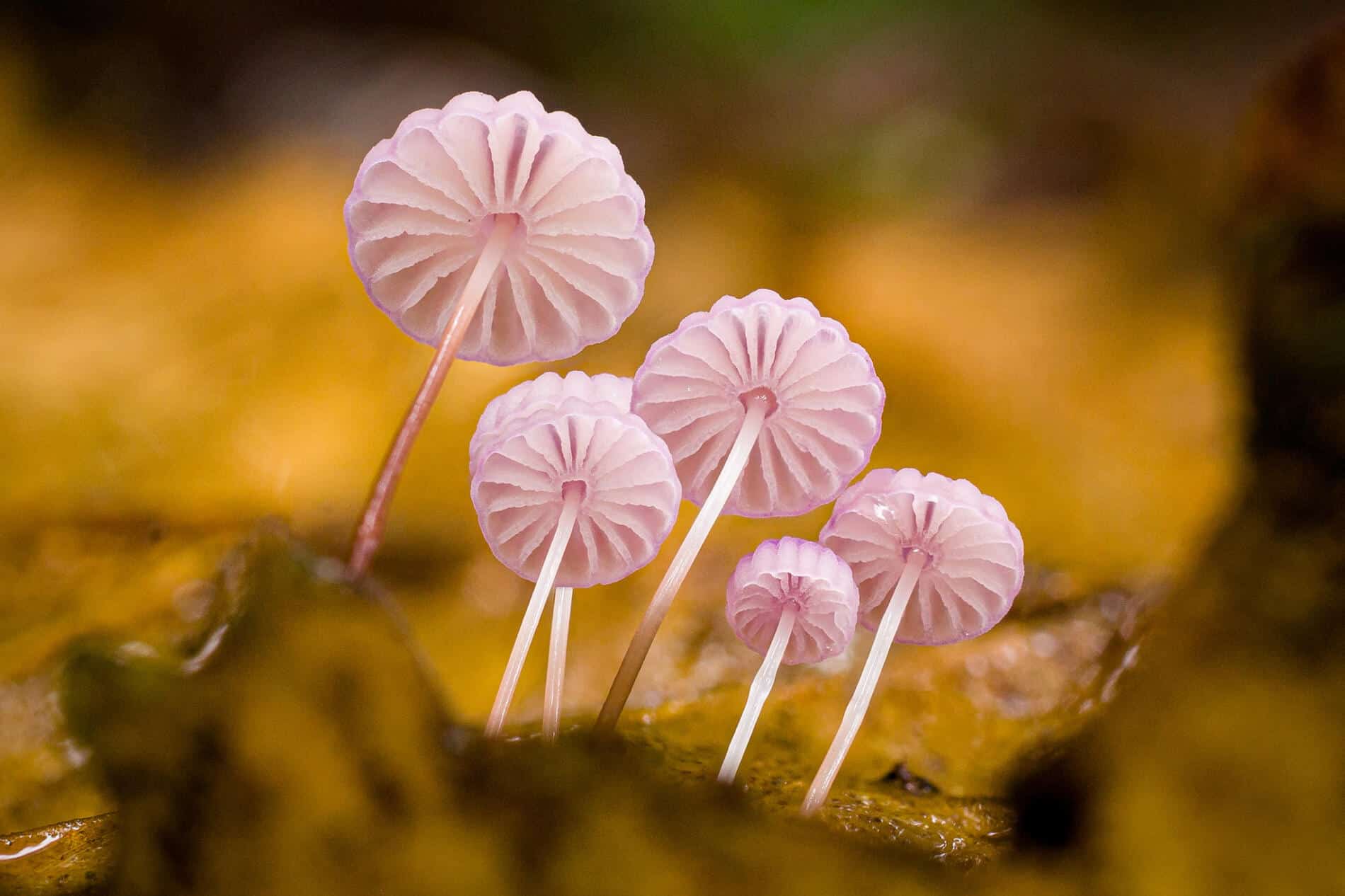 Newman y Vandegrift Marasmius