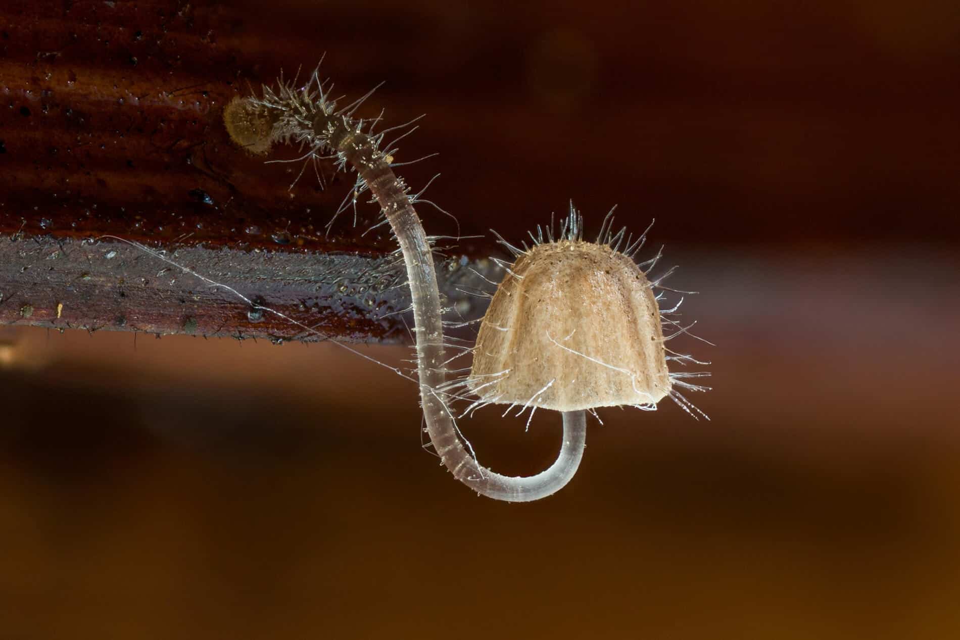 Newman y Vandegrift Mycena sect. Longisetae