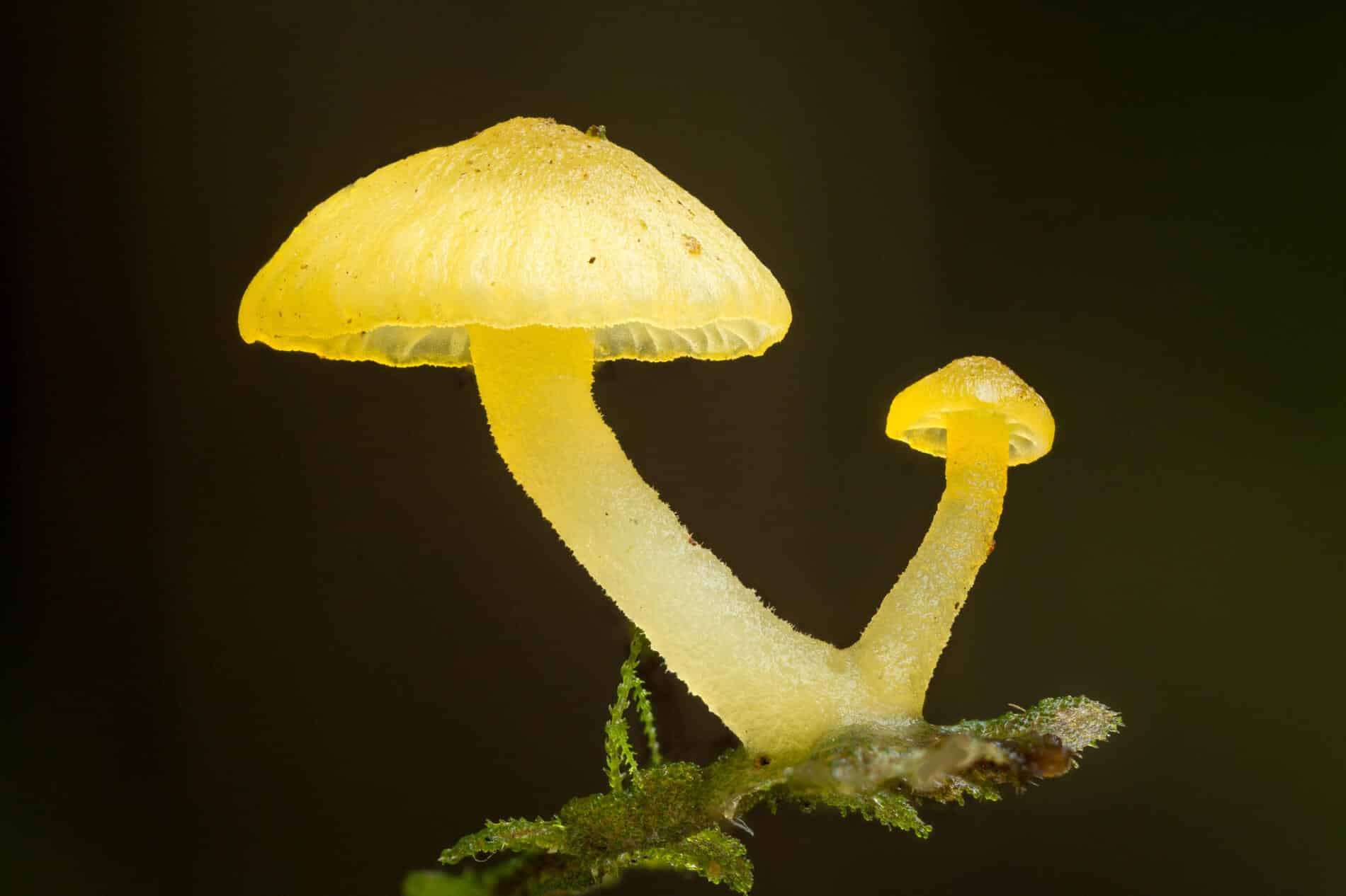 Newman y Vandegrift indet. Agaricales