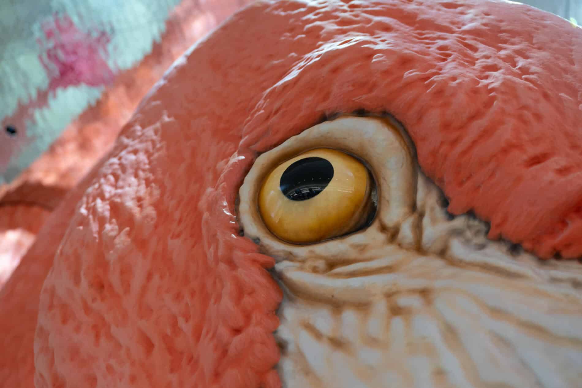 mazzotta flamenco rosa detalle ojo