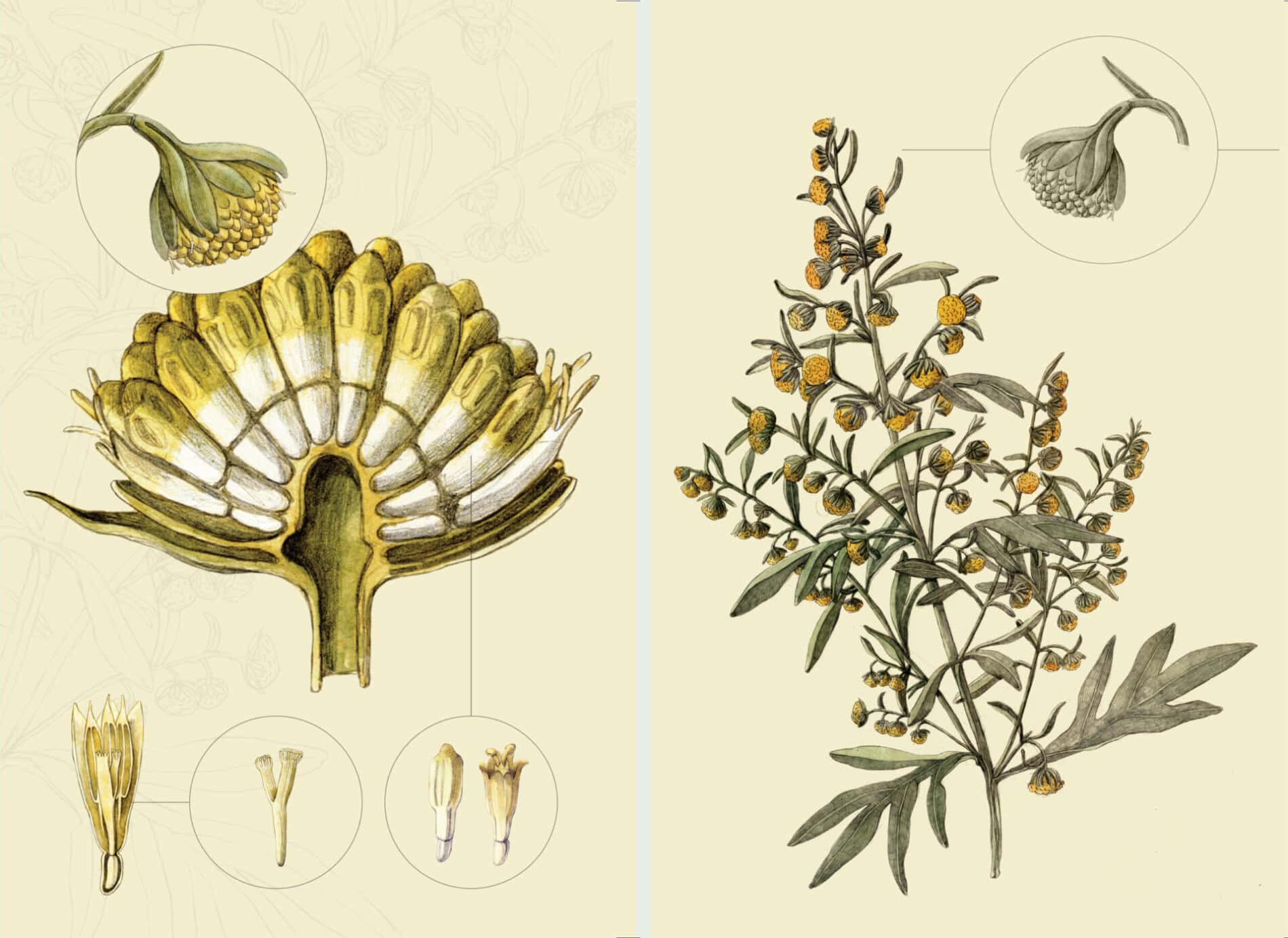 Lina Kusaite Artemisia absinthium