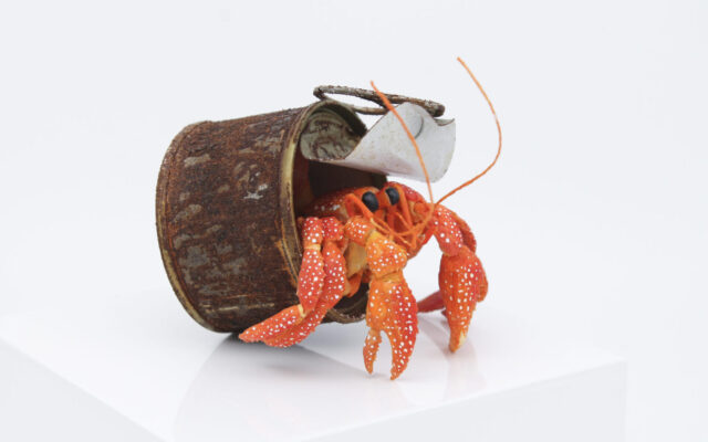 TINA KRAUS CANGREJO ERMITAÑO PAPER OCEAN
