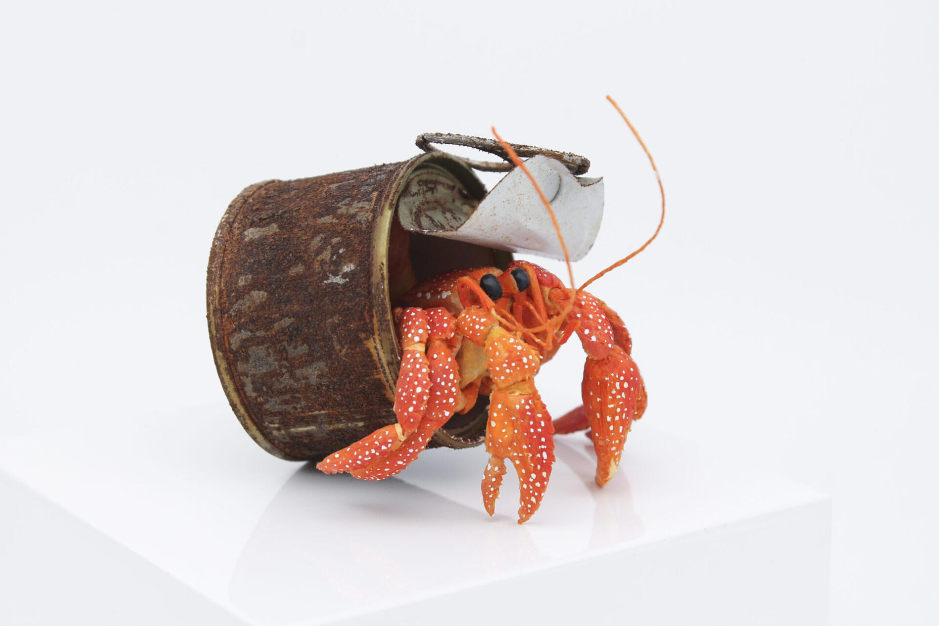 TINA KRAUS CANGREJO ERMITAÑO PAPER OCEAN