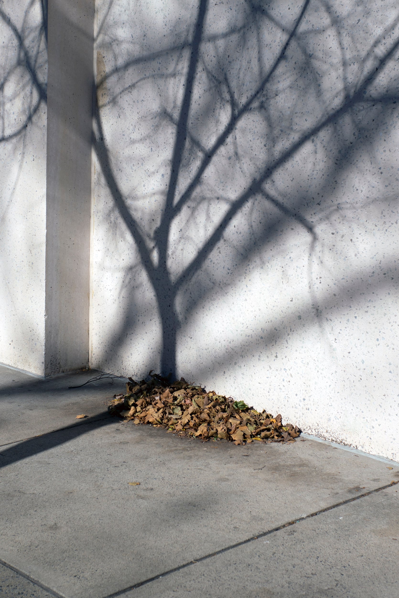 eric kogan reflejo arbol