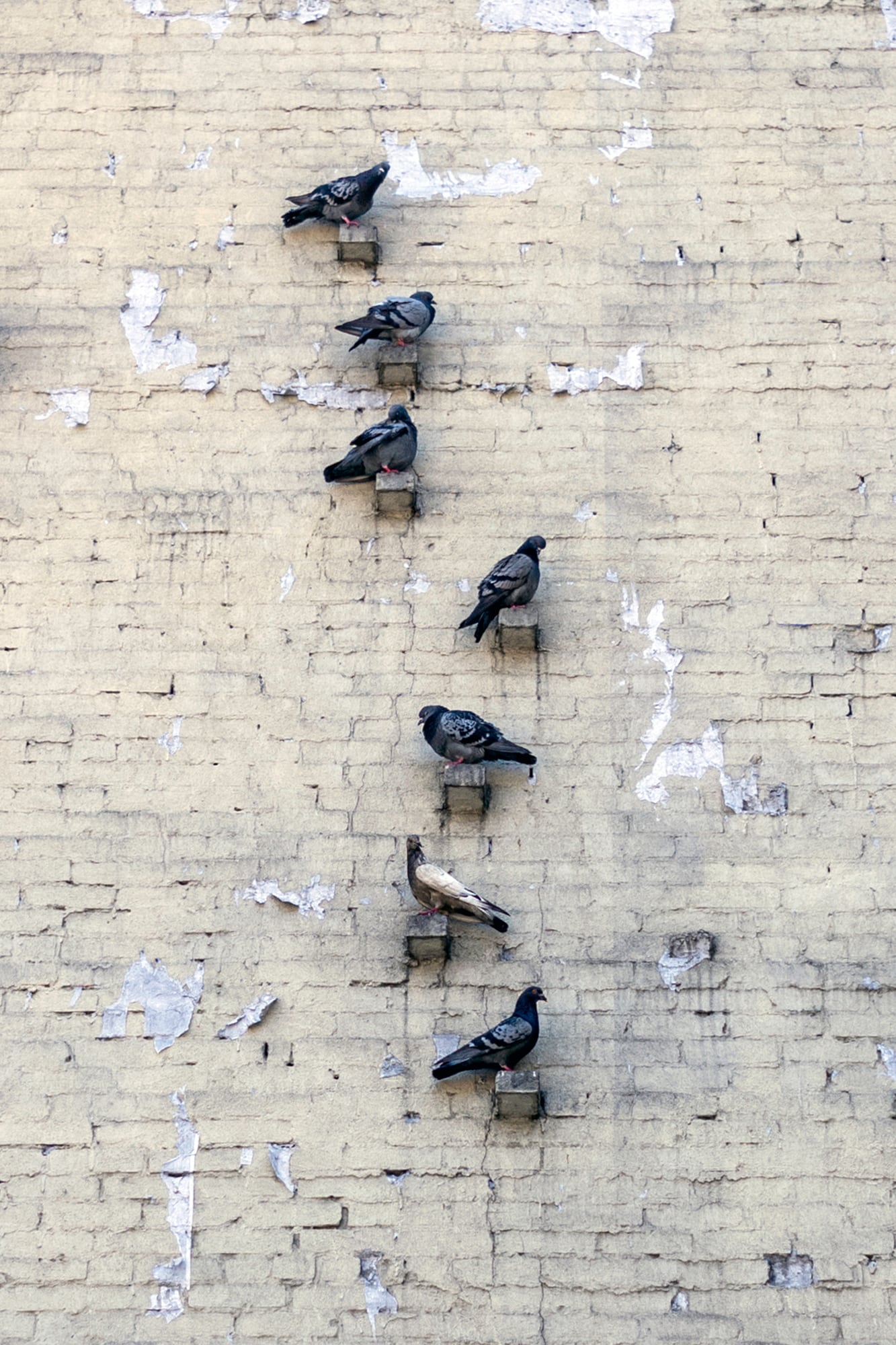 eric kogan reflejo palomas